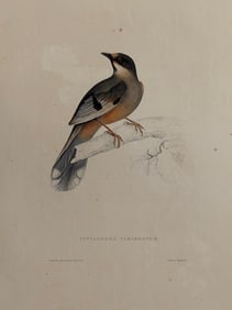 Cinclosoma Variegatum.  Birds from the Himalaya Mountains.