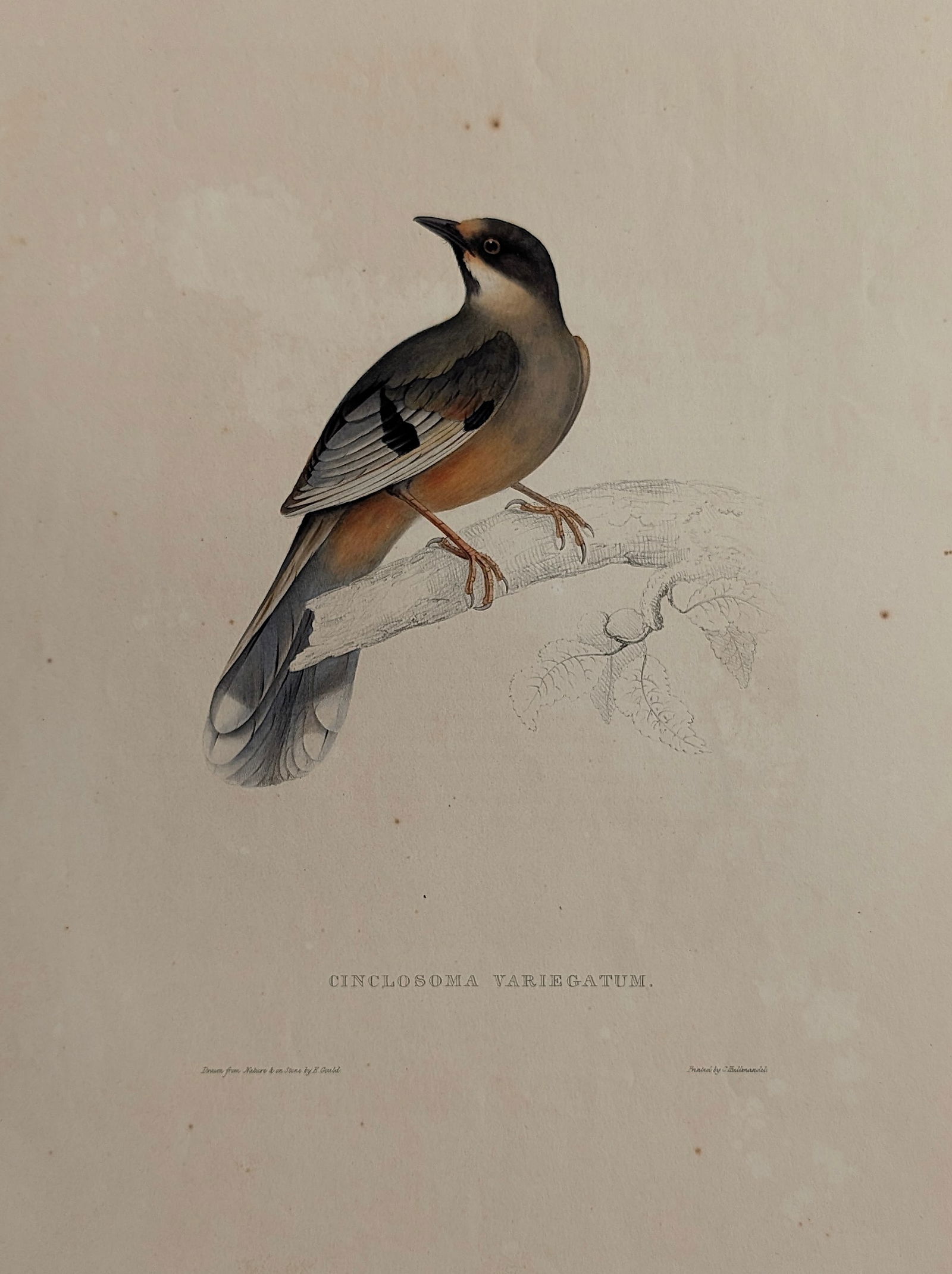 Cinclosoma Variegatum. Birds from the Himalaya Mountains.: Author: John Gould (1804-1881). ABOUT PROVENANCE AND ATTRIBUTION: This item originates from the estate of a prominent Miami-based dealer and collector active throughout the 20th century. It comprises