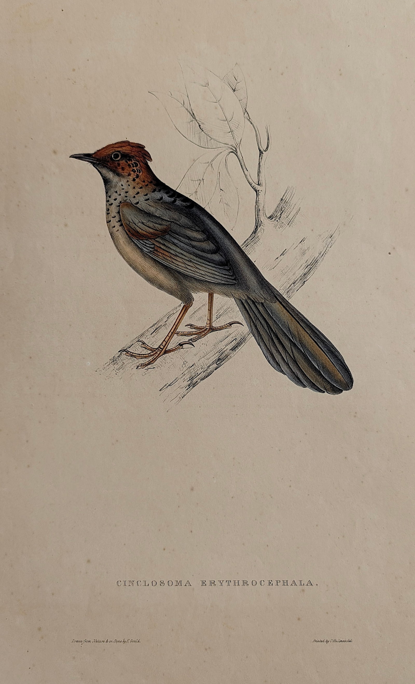 Cinclosoma Erythrocephala. Birds from the Himalaya Mountains.: ABOUT PROVENANCE AND ATTRIBUTION: This item originates from the estate of a prominent Miami-based dealer and collector active throughout the 20th century. It comprises a wide variety of artworks and e