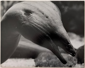 Authentic Vintage Photograph by HERB FLATOW N.Y. Zoo