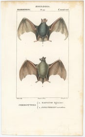 1842 Authentic Hand Colored Italian Copperplate Engraving Bats