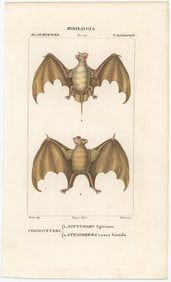 1842 Authentic Hand Colored Italian Copperplate Engraving Bats