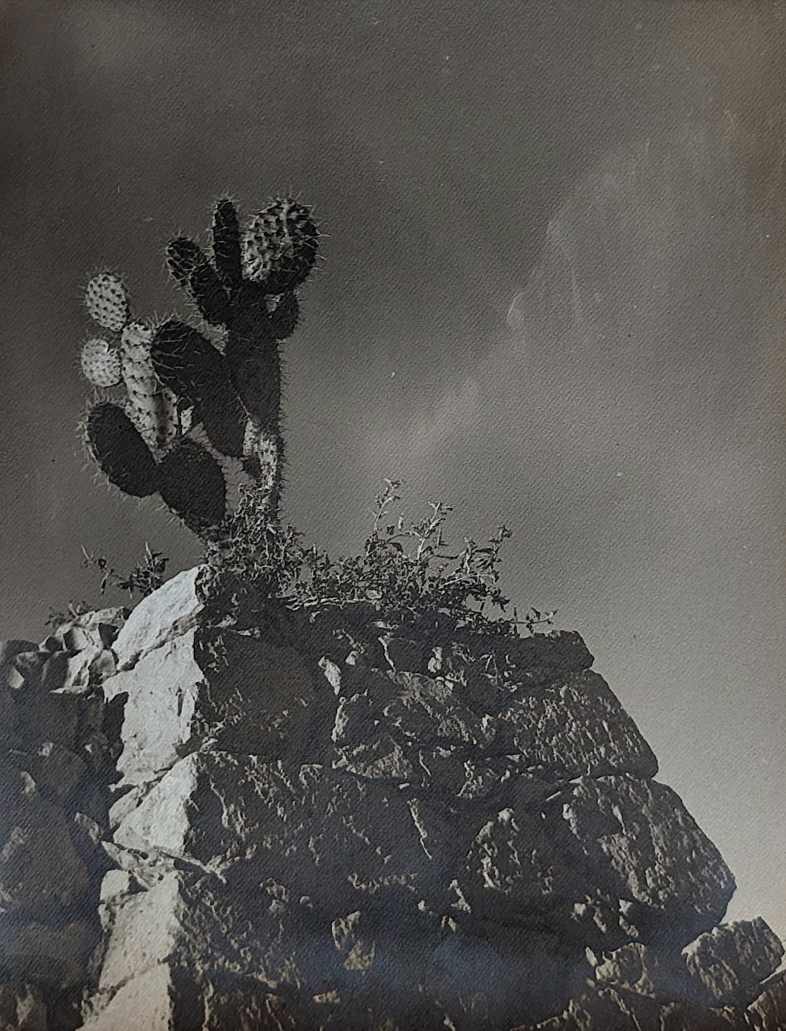 Attributed TINA MODOTTI (1896-1942) Vintage Photograph: ABOUT PROVENANCE AND ATTRIBUTION: This item originates from the estate of a prominent Miami-based dealer and collector active throughout the 20th century. It comprises a wide variety of artworks and e