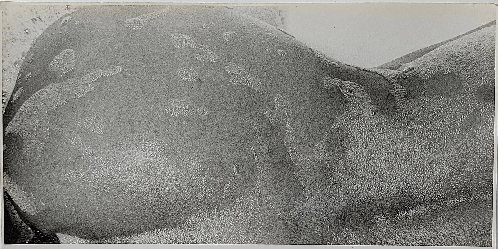Original Gelatin Photo by TED WILLIAMS - Nude Body Detail: Ted Williams was an American jazz and cultural photographer (1925-2009) known for his extensive work documenting iconic jazz musicians like Duke Ellington and Miles Davis, as well as covering the Civi