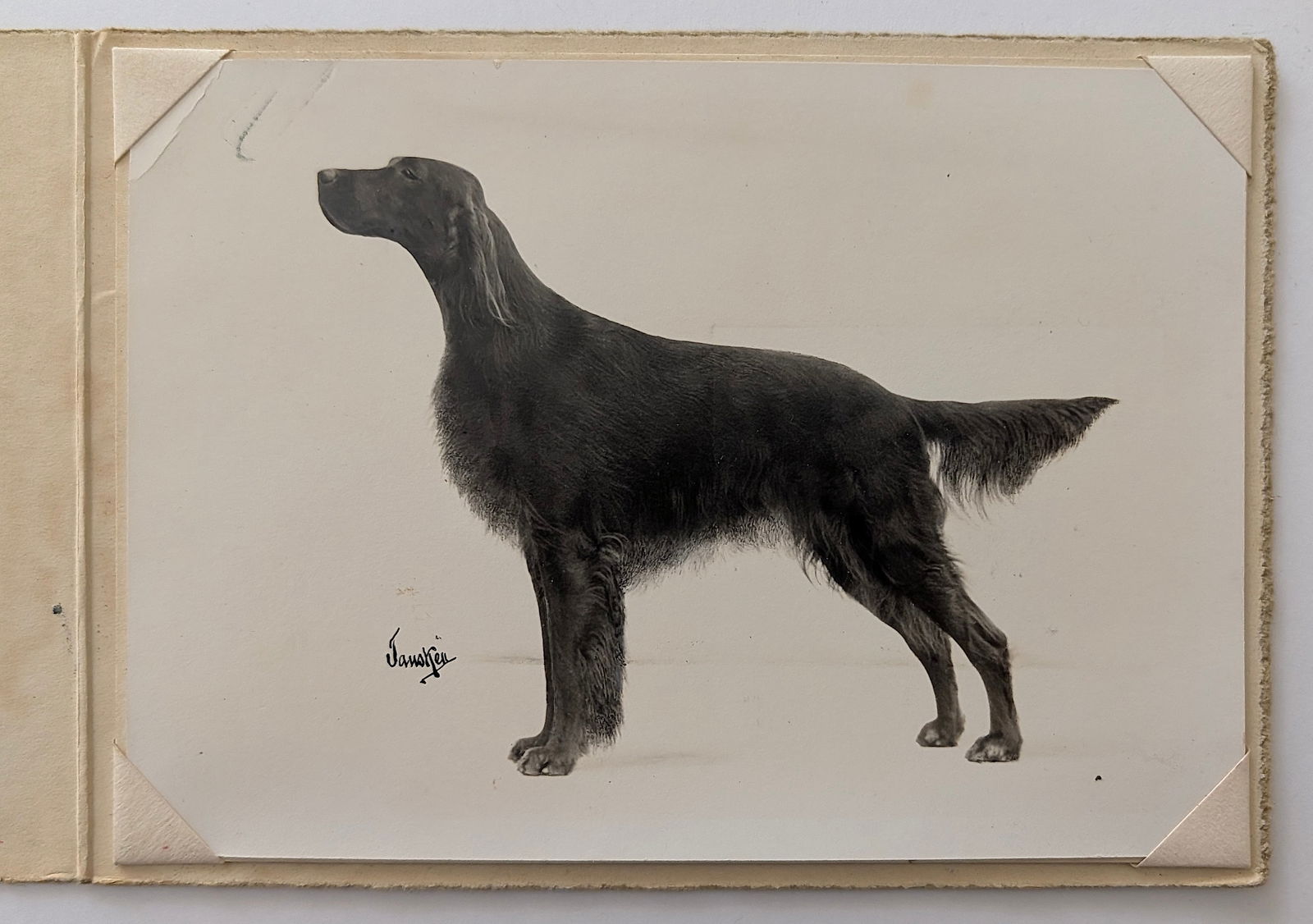 RUDOLPH TAUSKEY Vintage Photograph Irish Setter Dog Ca. 1930s (1 of 4)