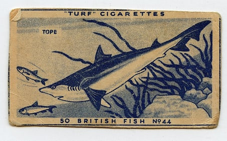 Turf" Cigarettes card, specifically number 44 in the "50 British Fish