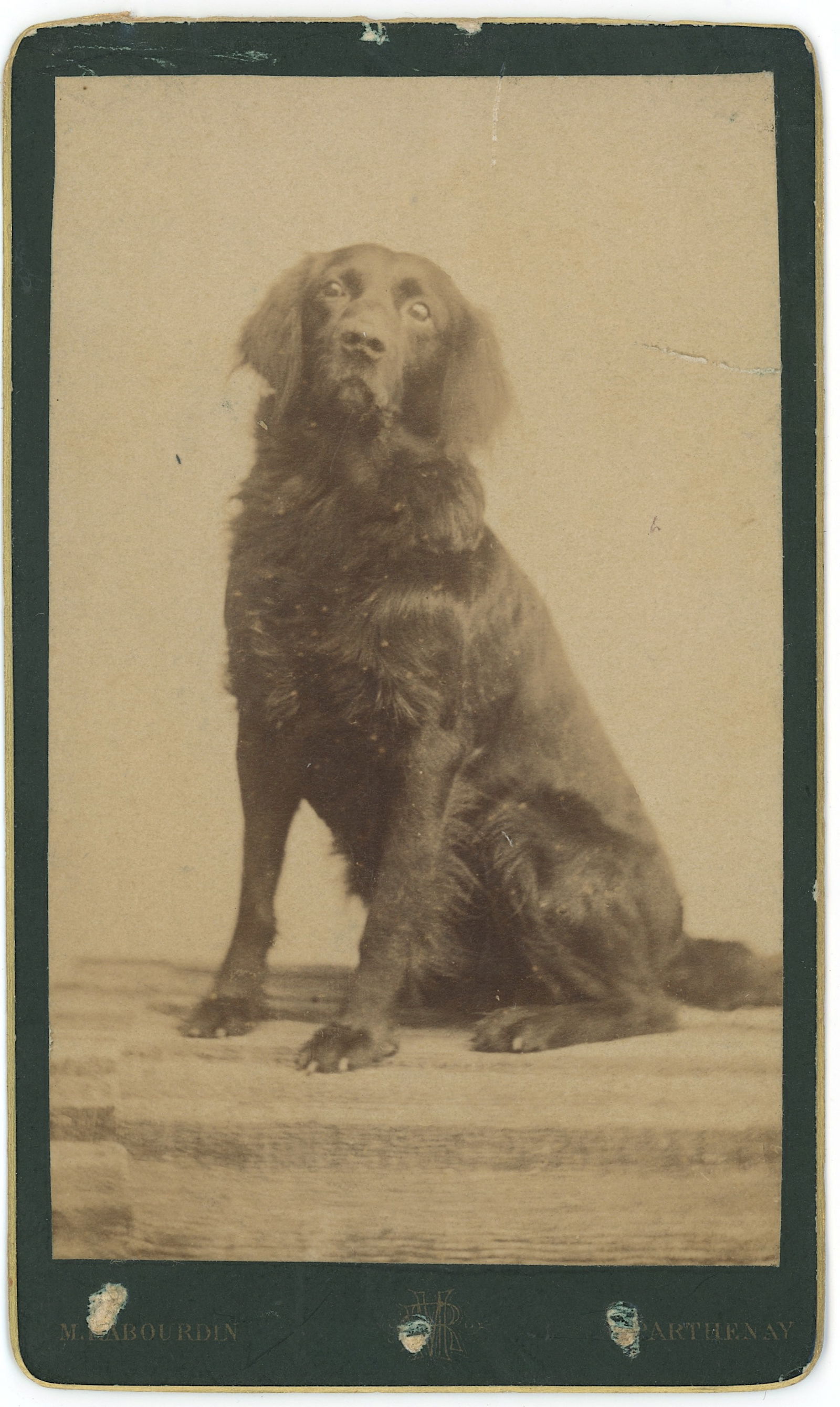 Vintage Real Scarce Photo Cabinet Card Long Haired Retriever Dog: The provenance is from the estate of a deceased collector in South Florida.The dimensions are Approx. 4" x 2.5". We have included quality images to show it's actual condition. This lot is located in B