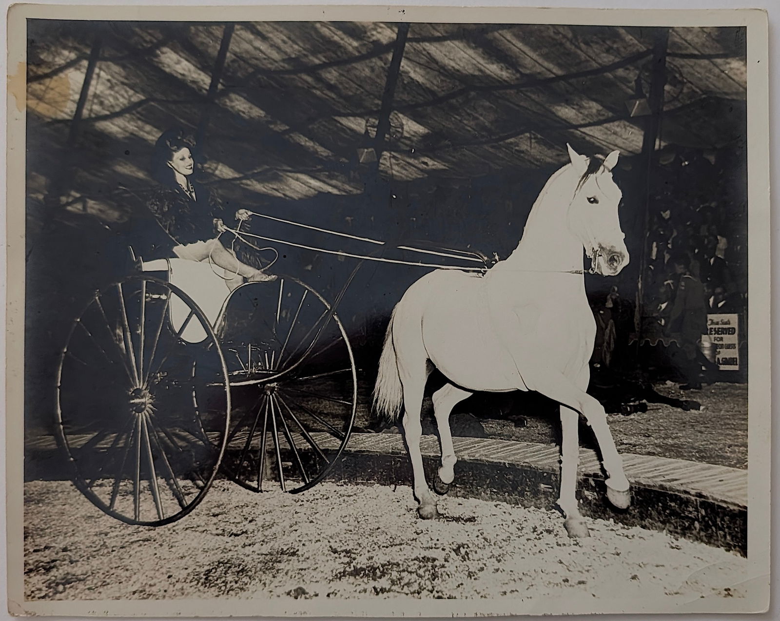 Vintage Rare Original Circus Photo White Horse Carriage (1 of 3)