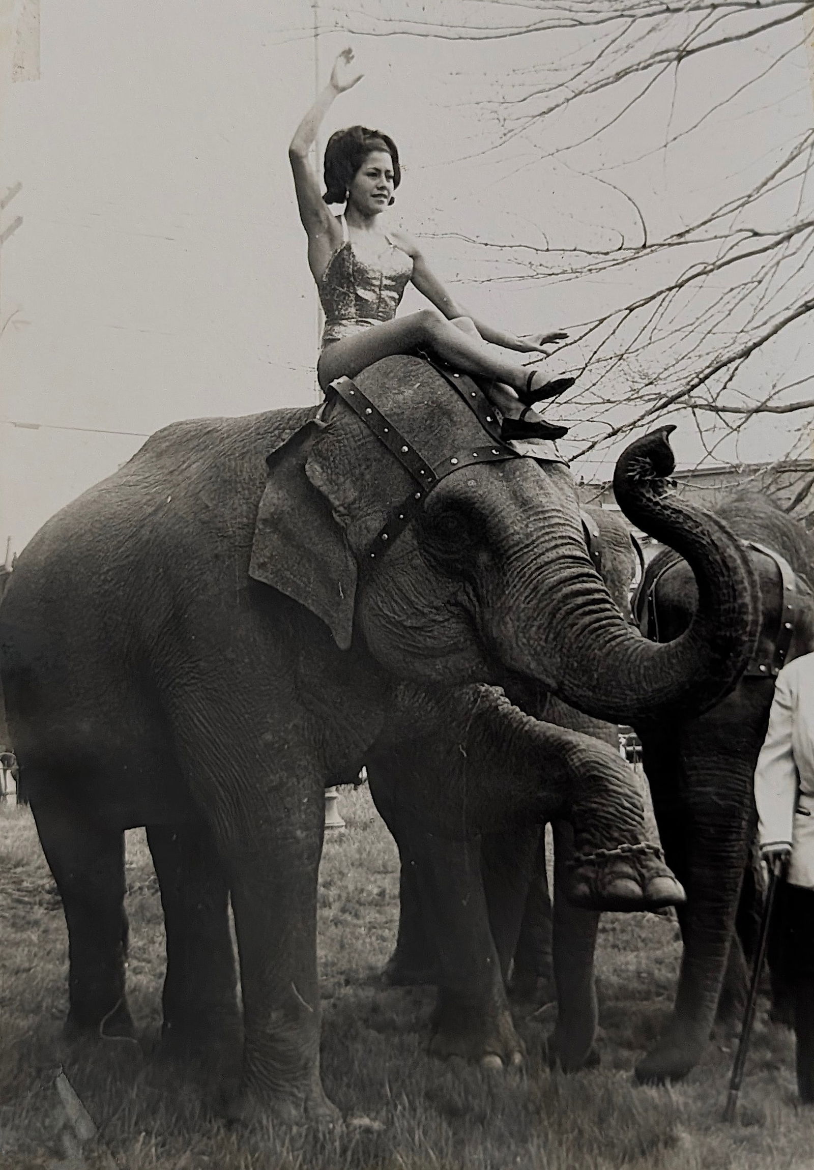 Vintage Real Photo Circus Elephant Show (1 of 3)