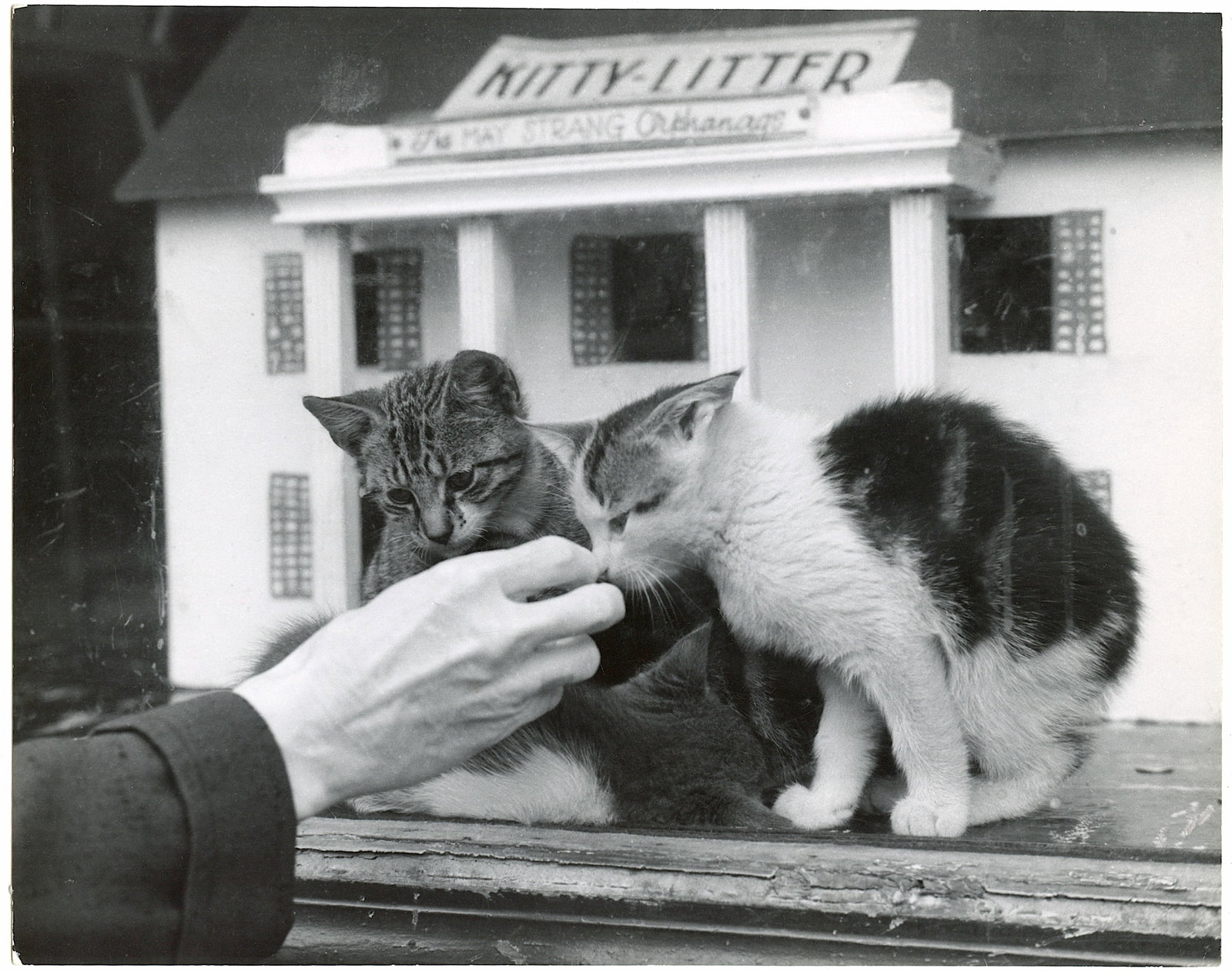 Original Photography by HERB FLATOW Serie Kitty Orphanage (1 of 2)