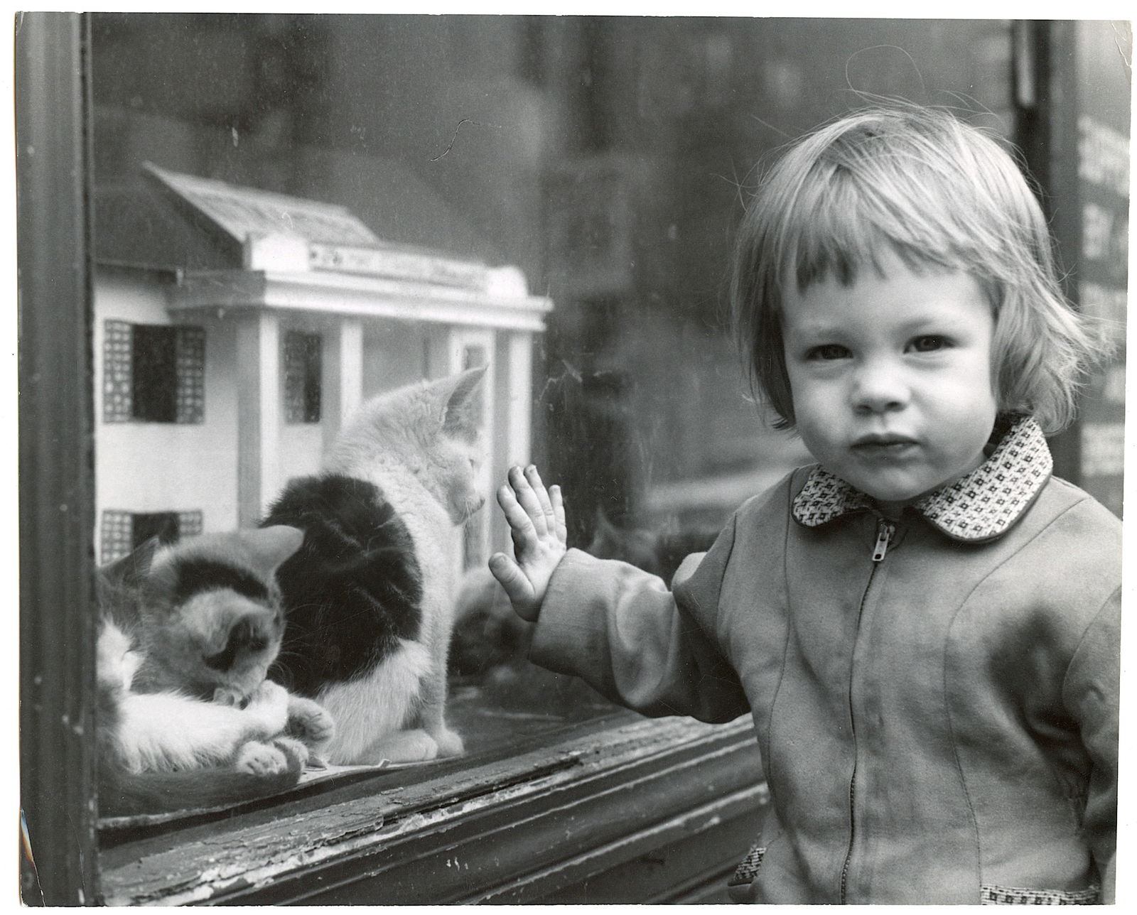 Original Photography by HERB FLATOW Serie Kitty Orphanage (1 of 2)