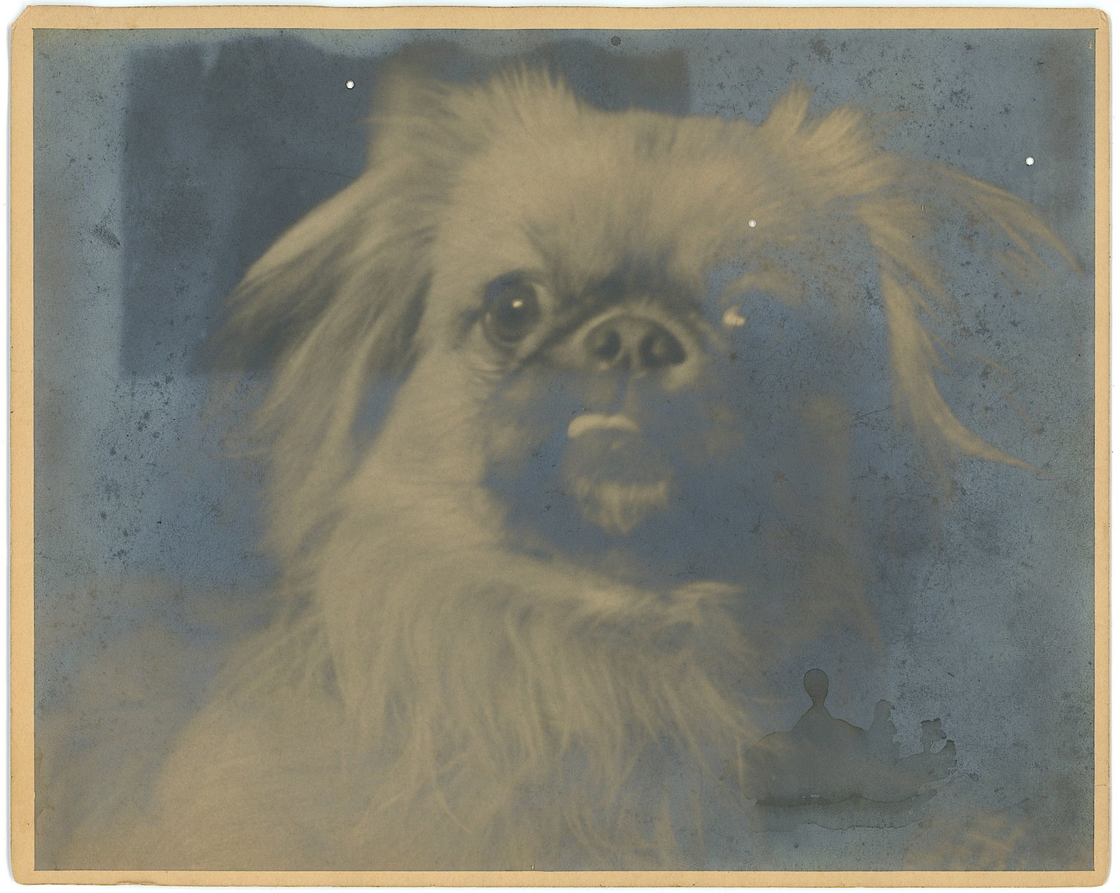 Vintage Photograph Portrait Pekingese Dog: Provenance from the estate of a deceased collector in South Florida. The dimensions are Approx. 8" x 10". We have included quality images to show it's actual condition. This lot is located in Boca Rat