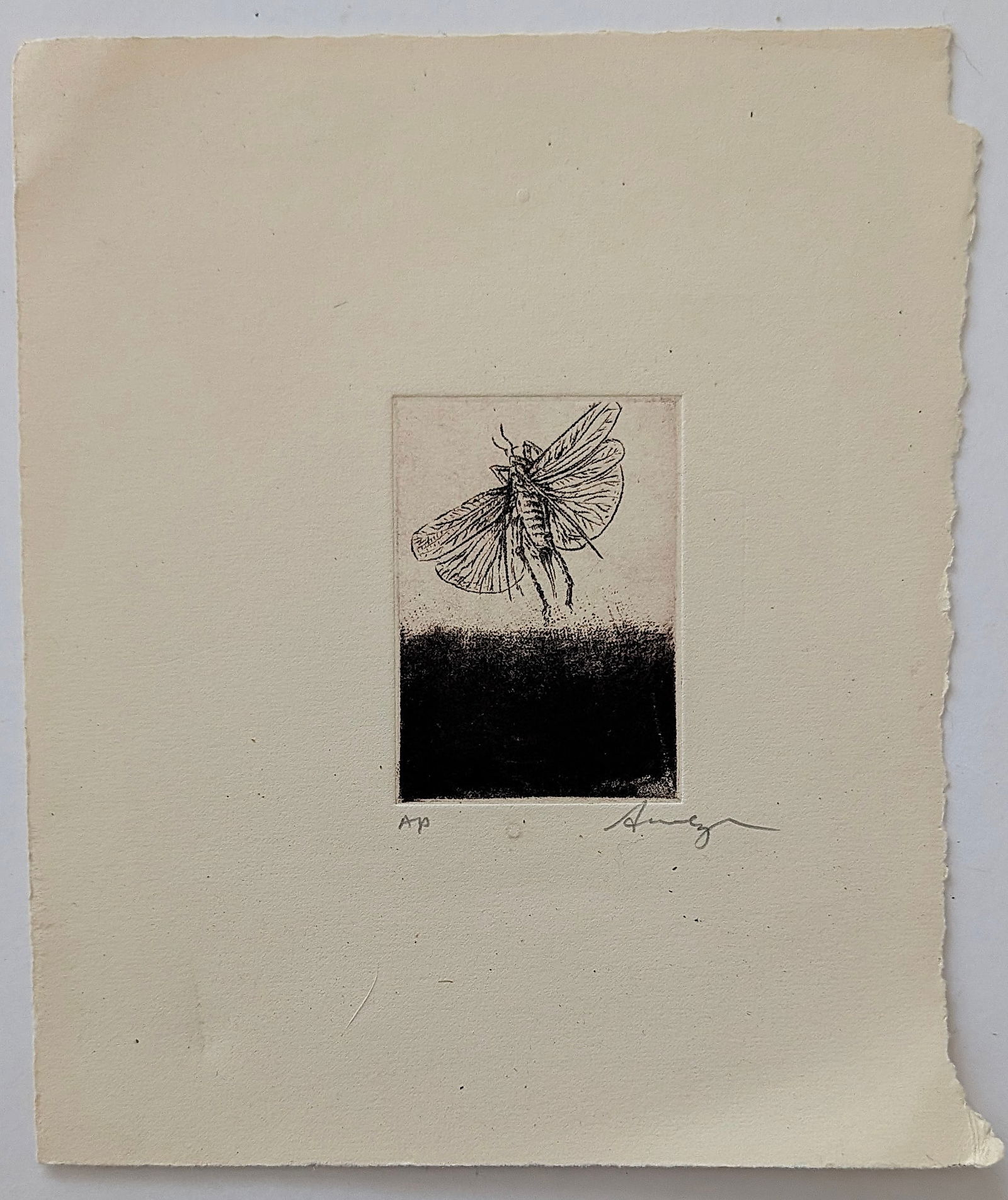 Original Art Etching with Moth Insects - 2