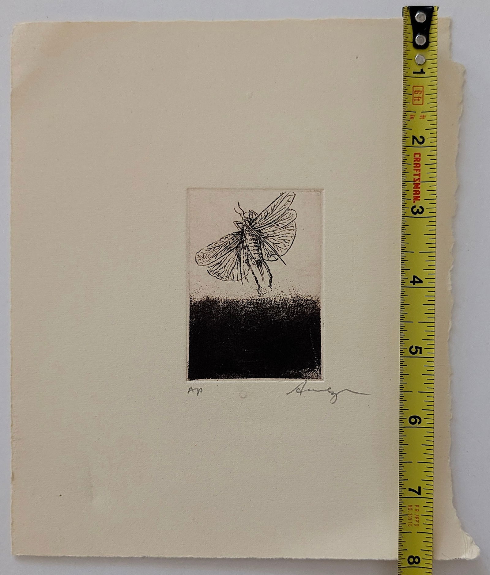 Original Art Etching with Moth Insects - 4