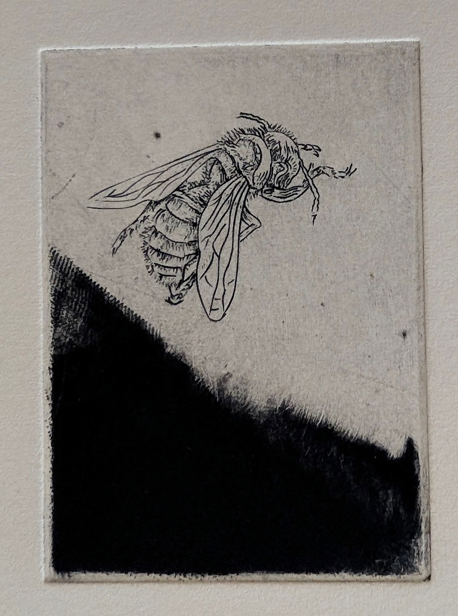Original Art Etching with Moth Insects: Provenance from the estate of a deceased collector in South Florida. Please se all included images to review dimensions. We have included quality images to show it's actual condition.This lot is