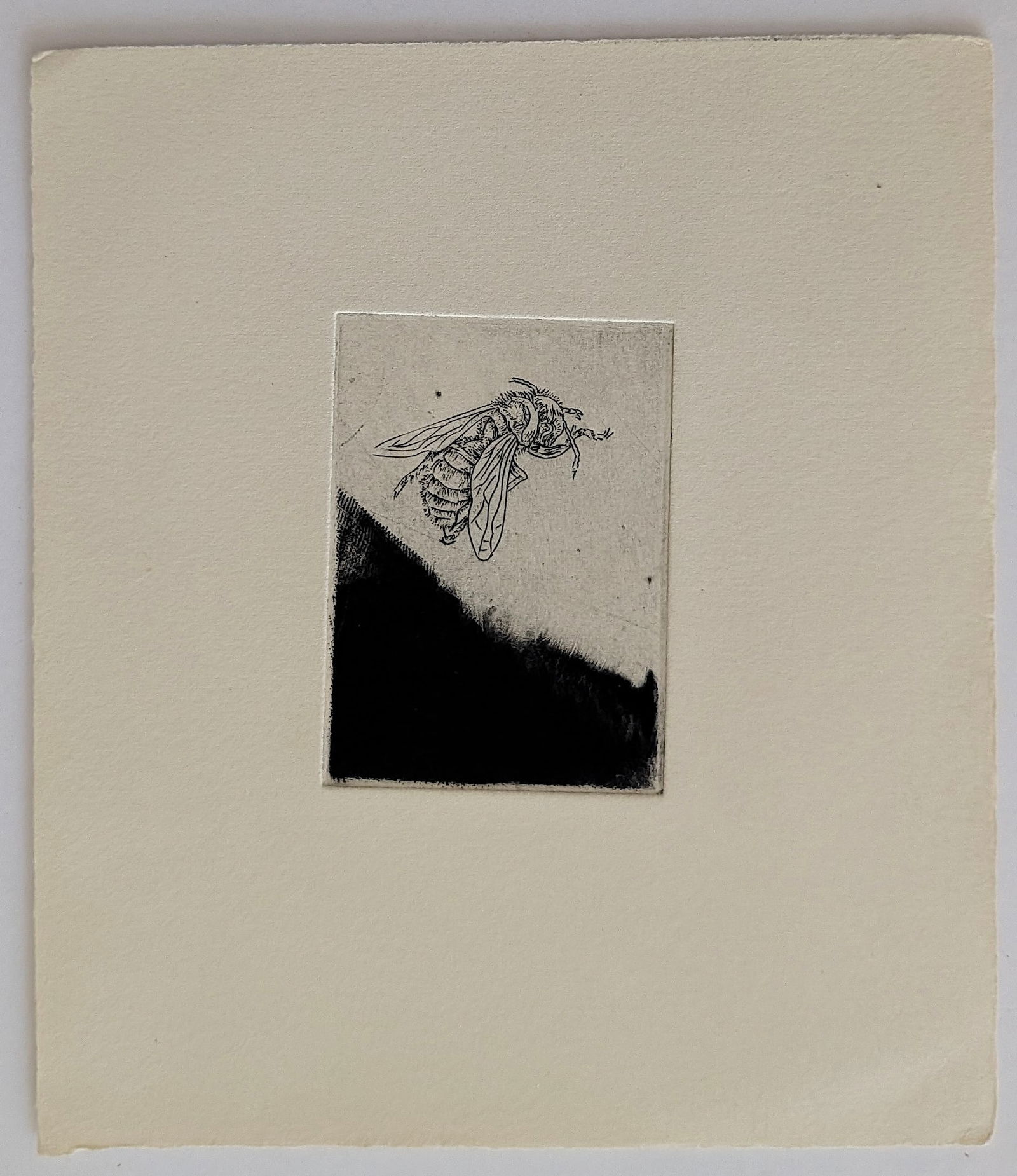 Original Art Etching with Moth Insects - 2