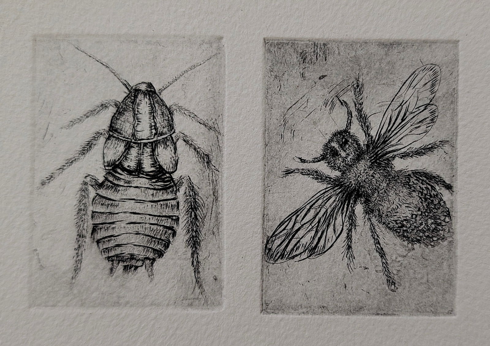 Original Pair of Art Etching with Moth Insects: Provenance from the estate of a deceased collector in South Florida. Please se all included images to review dimensions. We have included quality images to show it's actual condition. This lot is loca