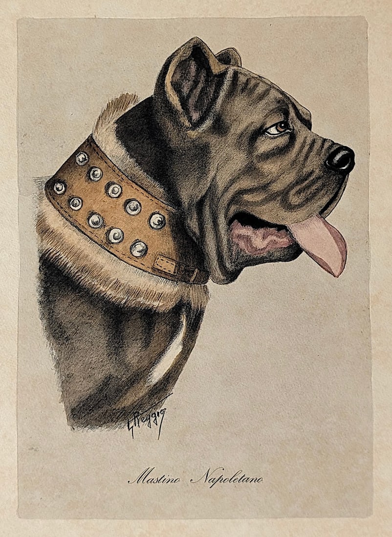 S. REGGIO Original Vintage Colored Engraving of Dog Mastino Napoletano (1 of 4)