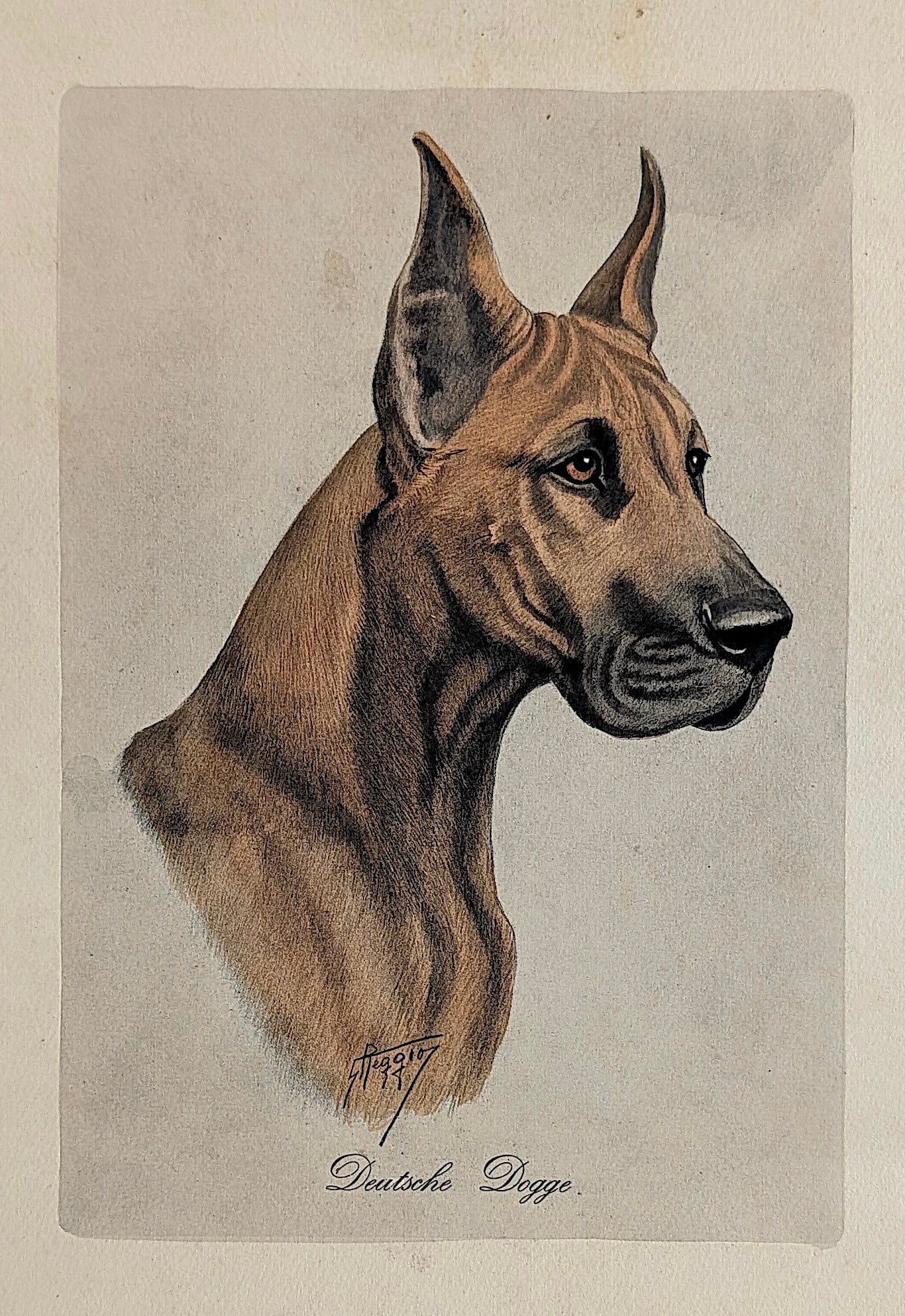 S. REGGIO Original Vintage Colored Engraving of Dog Deutsche Dogge (1 of 4)