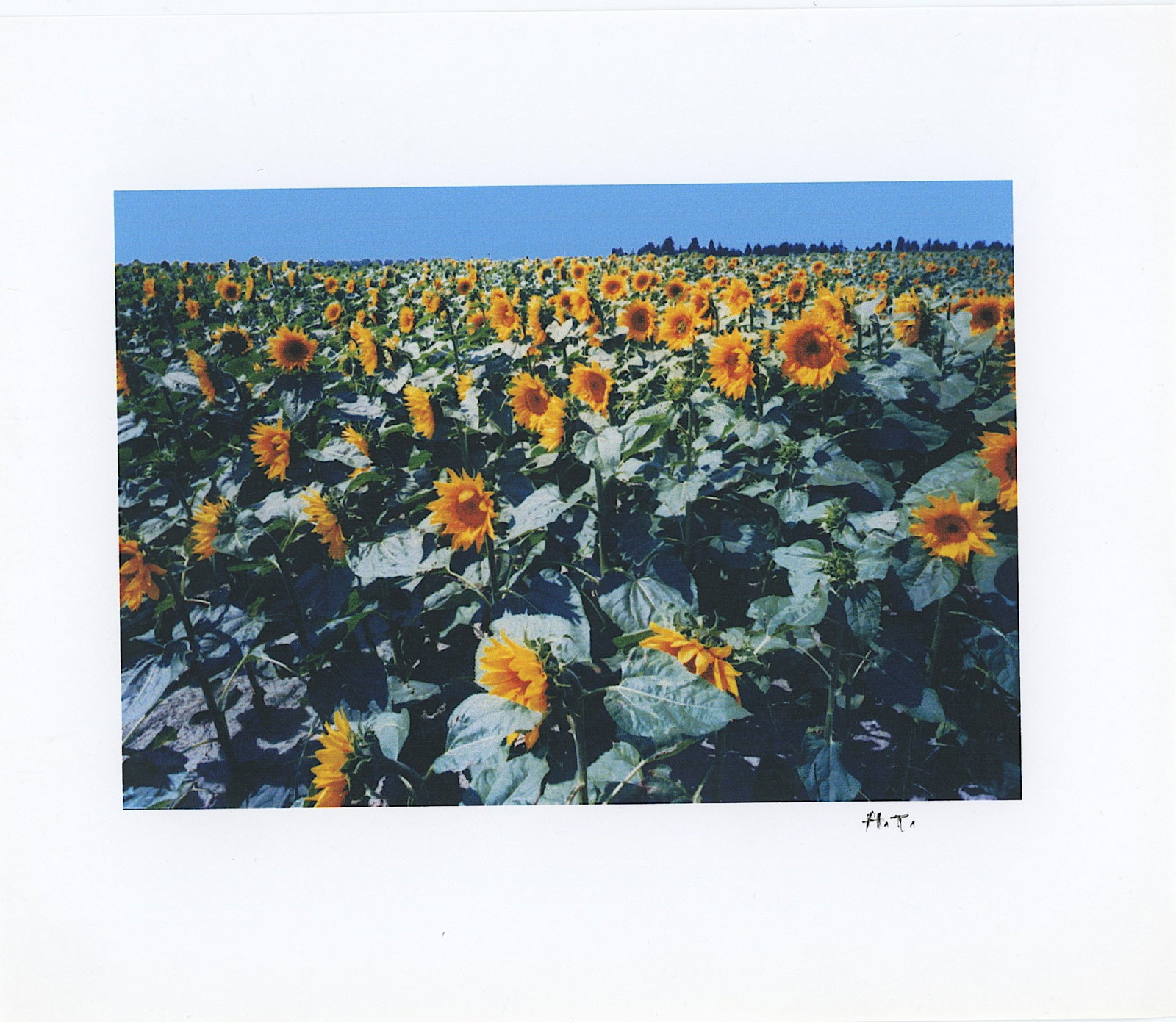 HARRIET TANNIN (1929-2009) Original Digital Print Hand Signed (1 of 1)