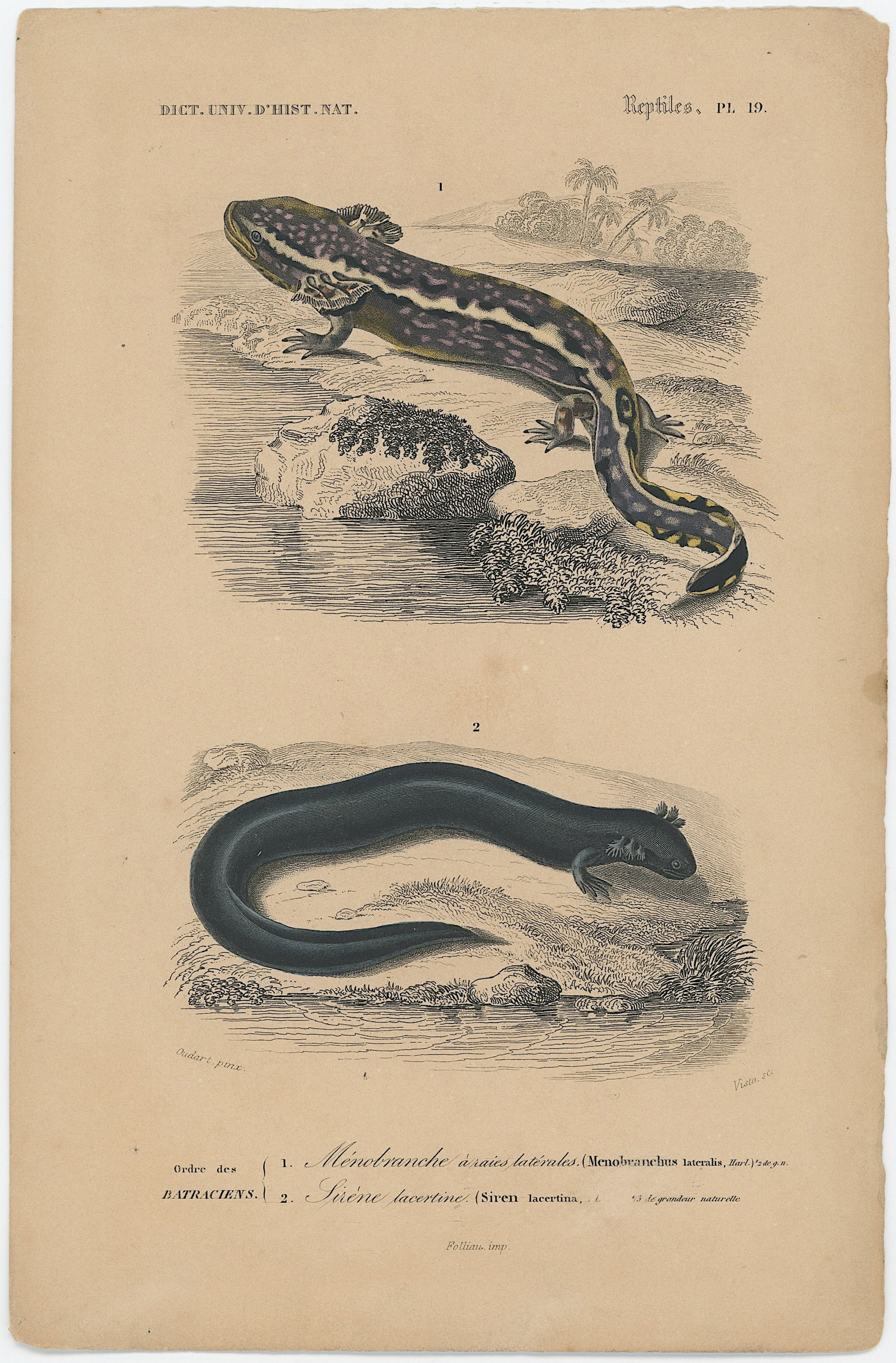 1861 Colored Ilustration Histoire Naturelle by d'Orbigny (1 of 1)