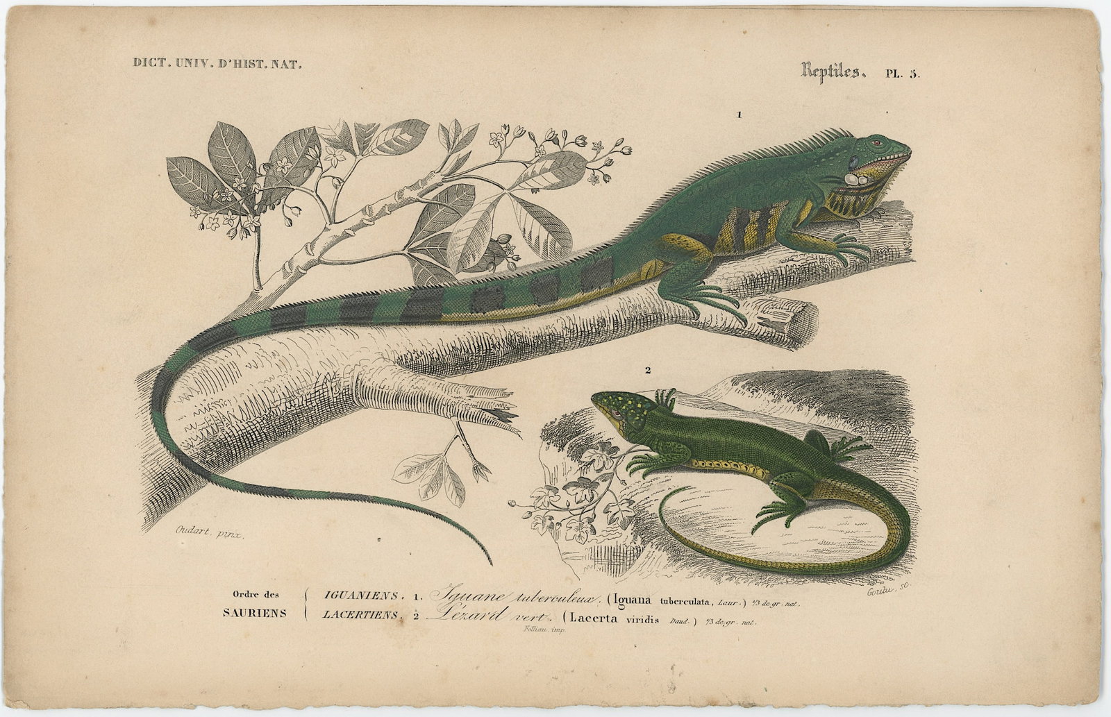 1861 Colored Ilustration Histoire Naturelle by d'Orbigny (1 of 1)