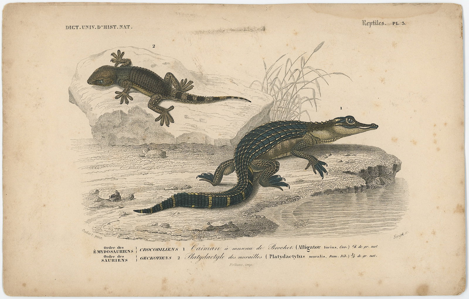 1861 Colored Ilustration Histoire Naturelle by d'Orbigny: This print originates from 'Dictionnaire universel d'Histoire Naturelle' by d'Orbigny. Published 1861. Charles Henry Dessalines d'Orbigny was a French botanist and geologist specializing in the Tertia