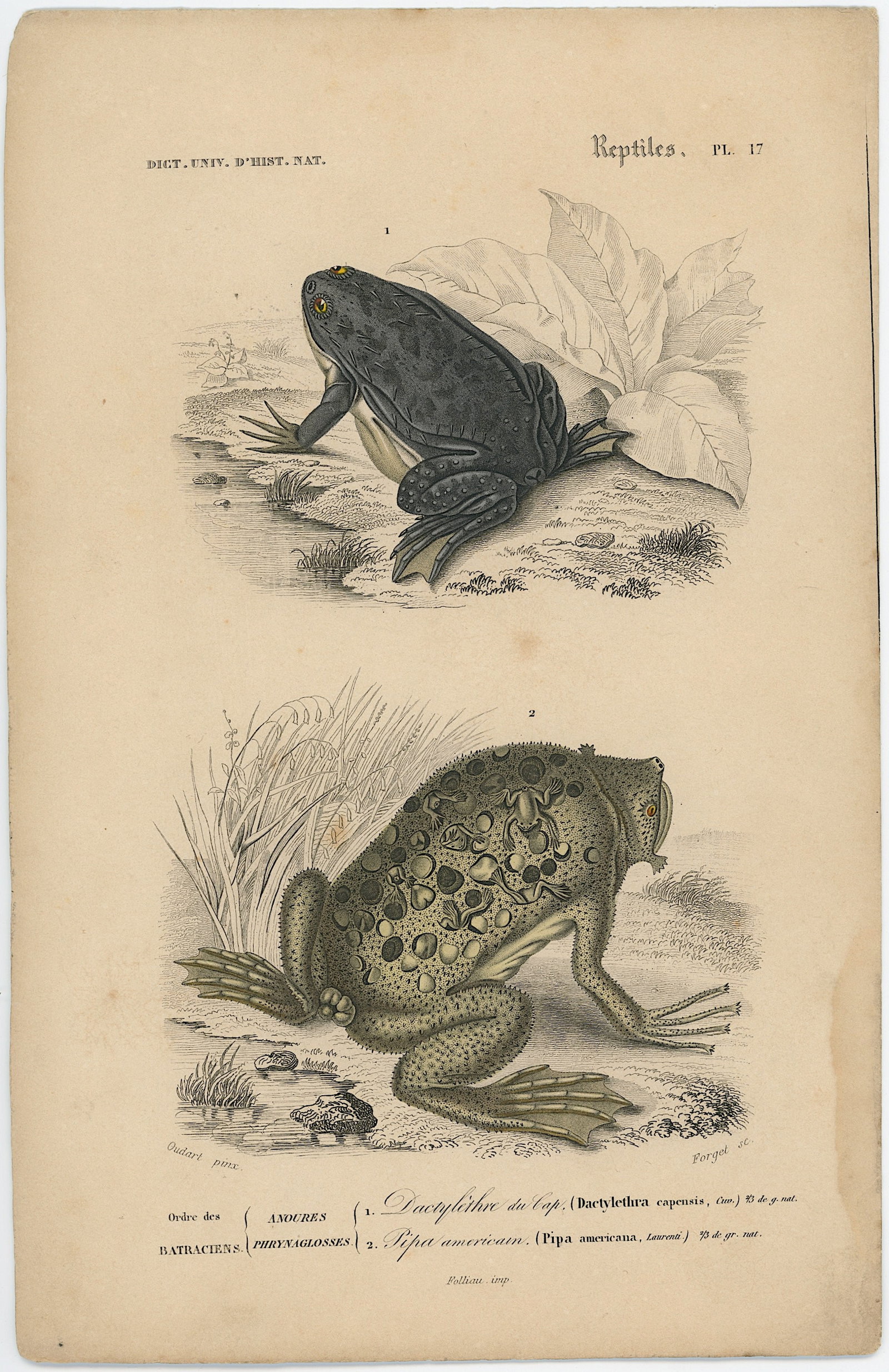 1861 Colored Ilustration Histoire Naturelle by d'Orbigny (1 of 1)