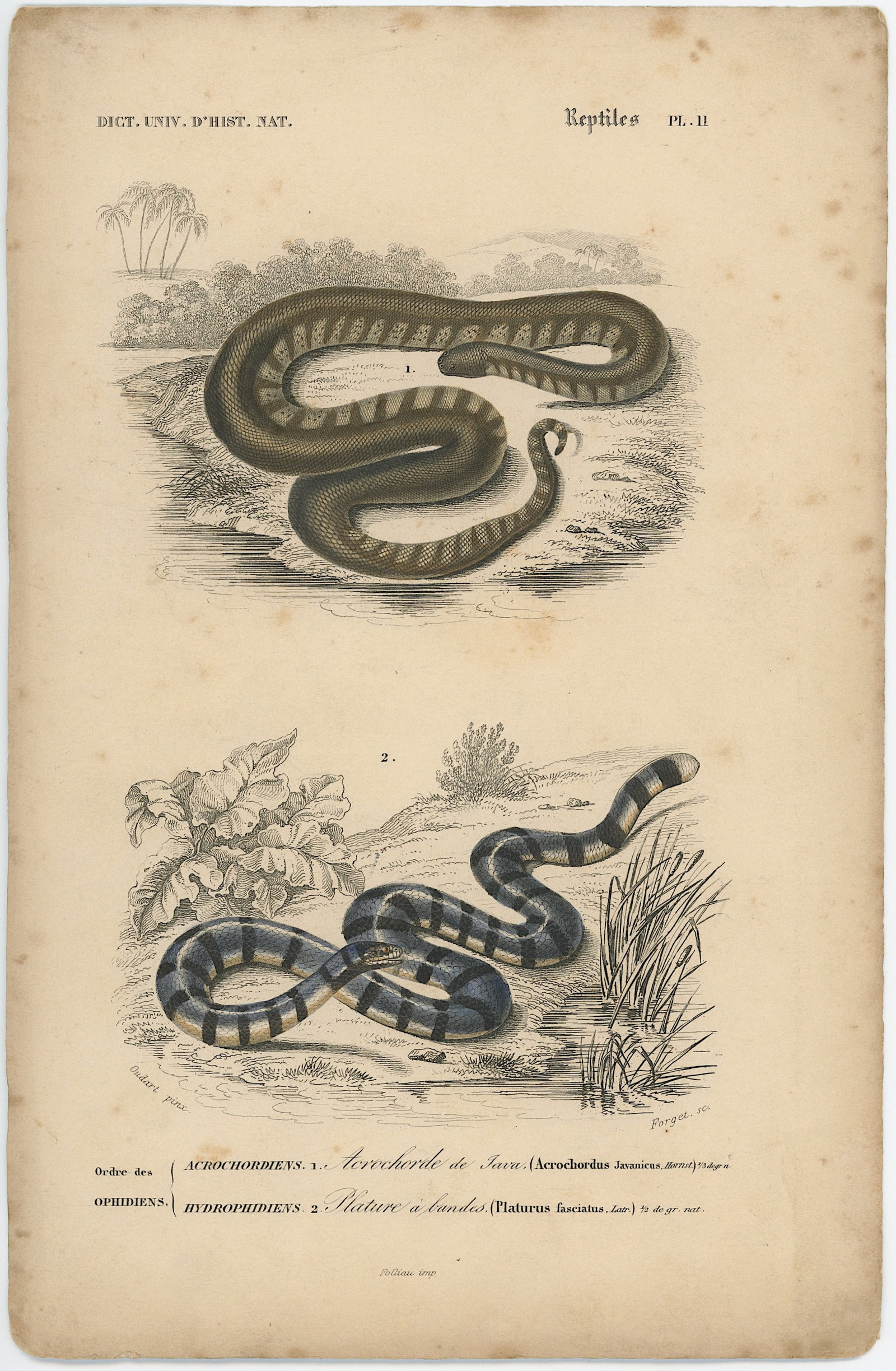 1861 Colored Ilustration Histoire Naturelle by d'Orbigny: This print originates from 'Dictionnaire universel d'Histoire Naturelle' by d'Orbigny. Published 1861. Charles Henry Dessalines d'Orbigny was a French botanist and geologist specializing in the Tertia