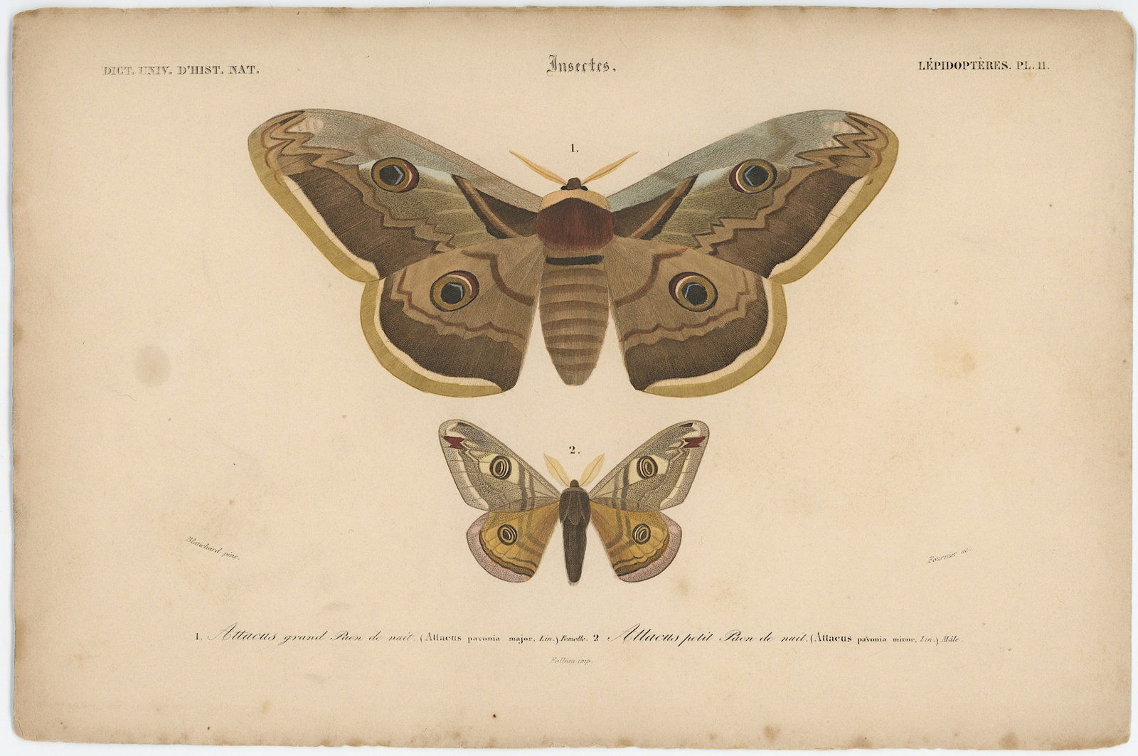1861 Colored Ilustration Histoire Naturelle by d'Orbigny (1 of 1)