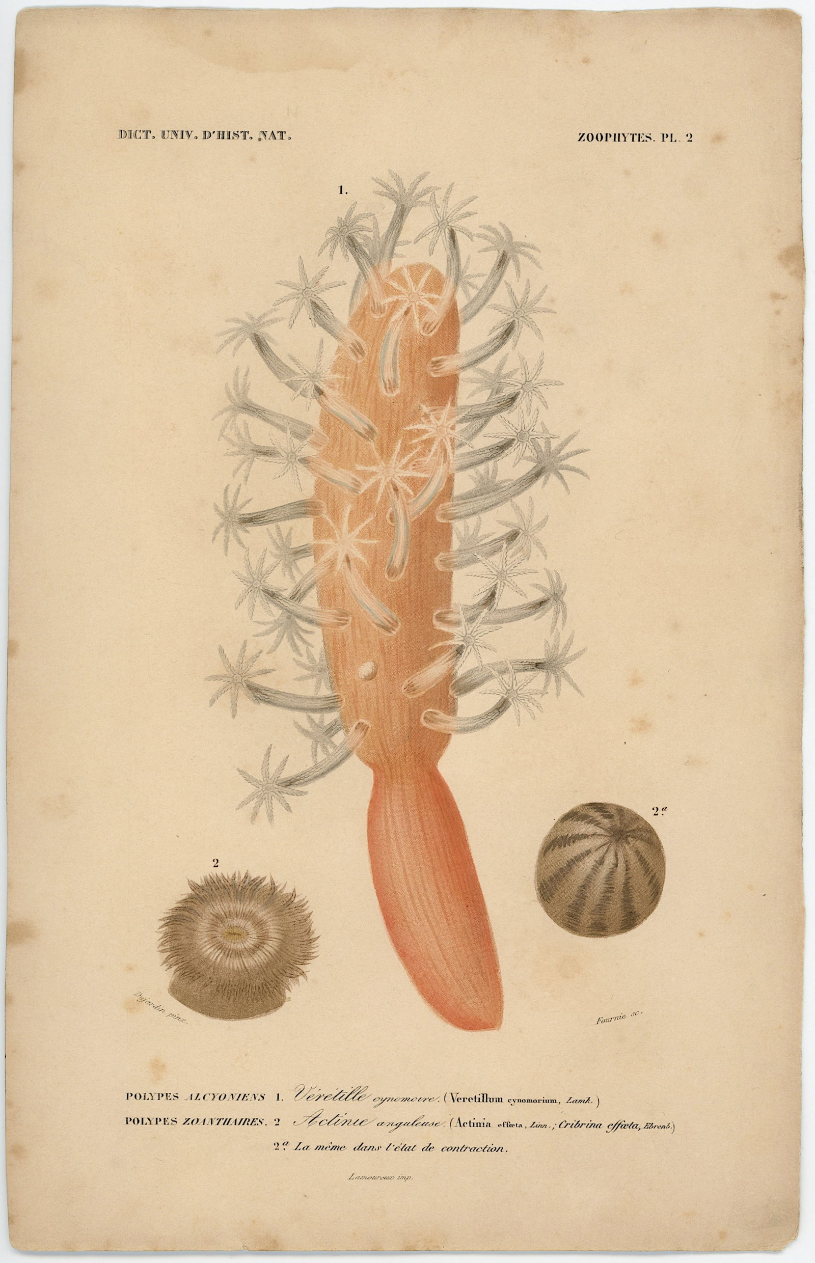 1861 Colored Ilustration Histoire Naturelle by d'Orbigny: This print originates from 'Dictionnaire universel d'Histoire Naturelle' by d'Orbigny. Published 1861. Charles Henry Dessalines d'Orbigny was a French botanist and geologist specializing in the Tertia