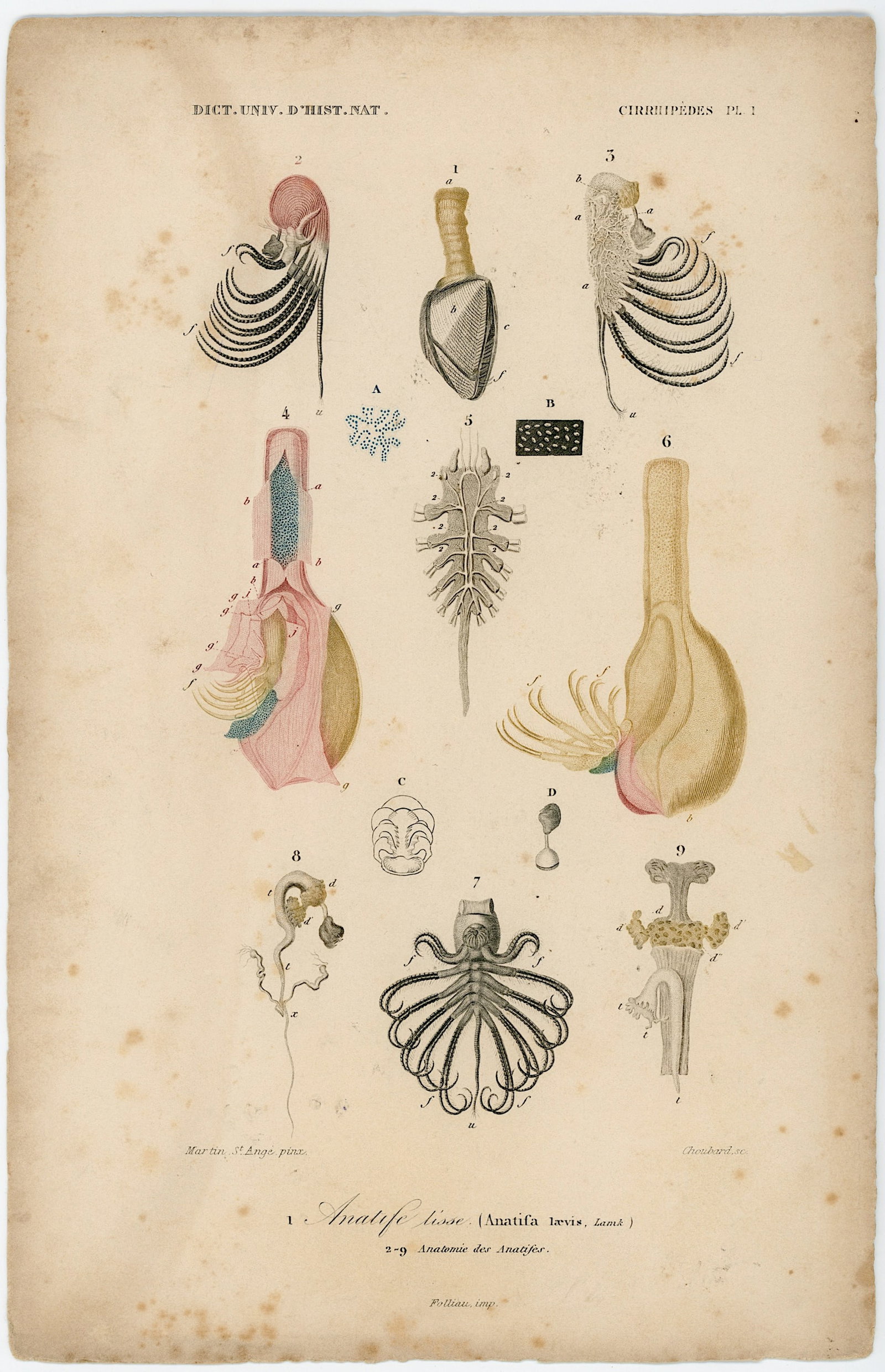 1861 Colored Ilustration Histoire Naturelle by d'Orbigny: This print originates from 'Dictionnaire universel d'Histoire Naturelle' by d'Orbigny. Published 1861. Charles Henry Dessalines d'Orbigny was a French botanist and geologist specializing in the Tertia