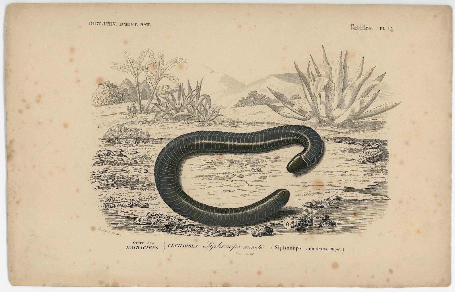 1861 Colored Ilustration Histoire Naturelle by d'Orbigny: This print originates from 'Dictionnaire universel d'Histoire Naturelle' by d'Orbigny. Published 1861. Charles Henry Dessalines d'Orbigny was a French botanist and geologist specializing in the Tertia
