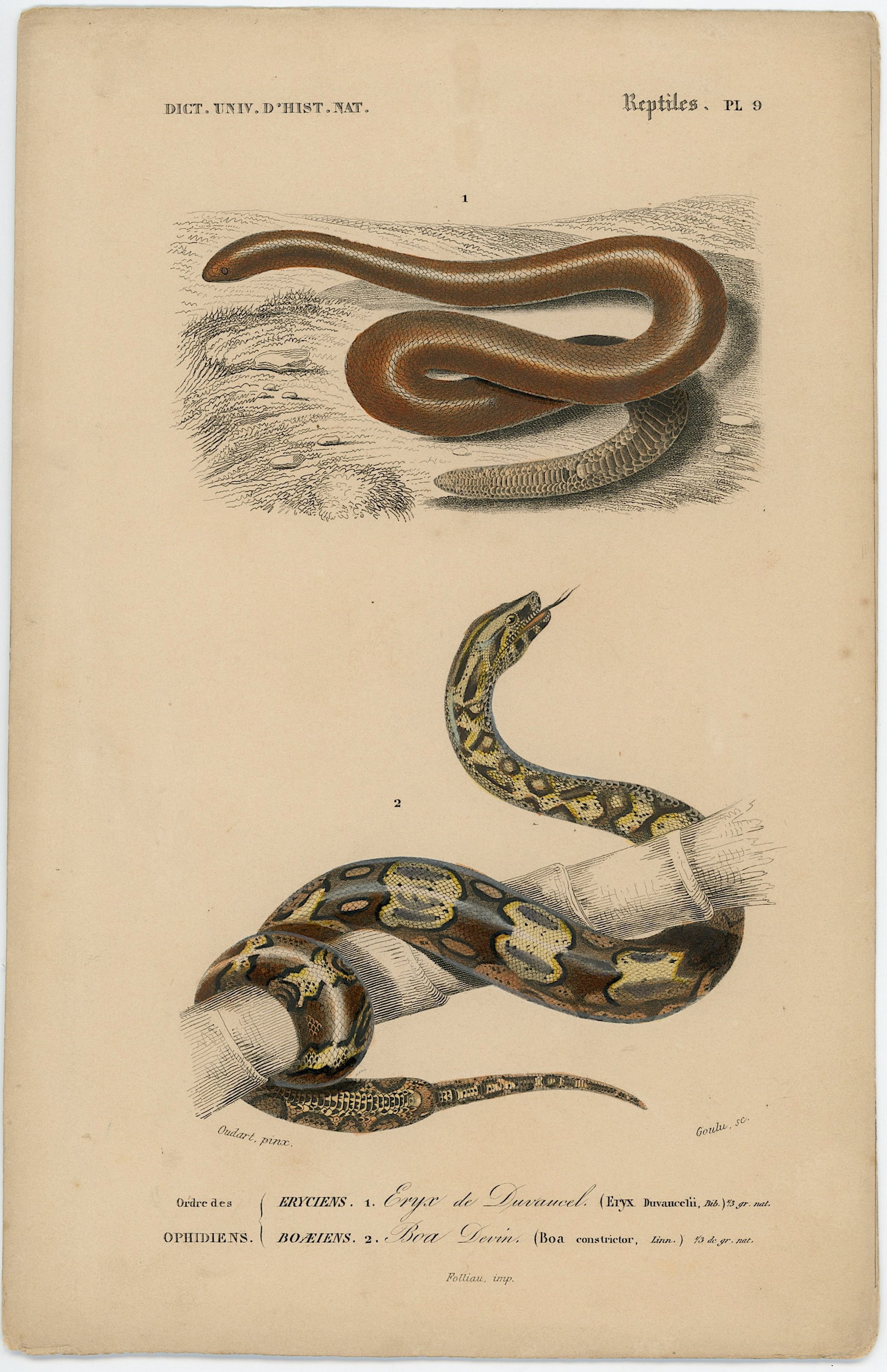 1861 Colored Ilustration Histoire Naturelle by d'Orbigny: This print originates from 'Dictionnaire universel d'Histoire Naturelle' by d'Orbigny. Published 1861. Charles Henry Dessalines d'Orbigny was a French botanist and geologist specializing in the Tertia