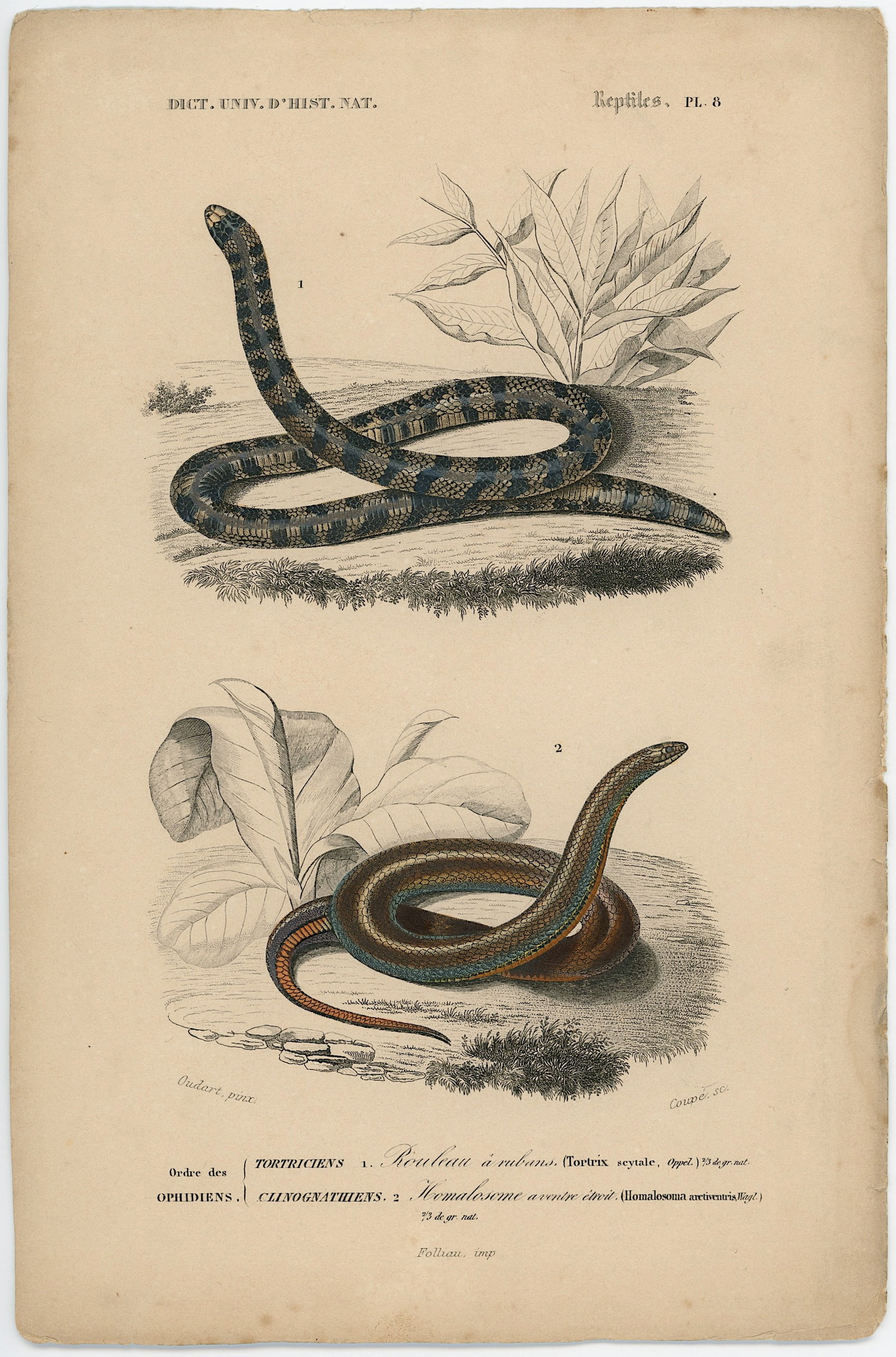 1861 Colored Ilustration Histoire Naturelle by d'Orbigny: This print originates from 'Dictionnaire universel d'Histoire Naturelle' by d'Orbigny. Published 1861. Charles Henry Dessalines d'Orbigny was a French botanist and geologist specializing in the Tertia