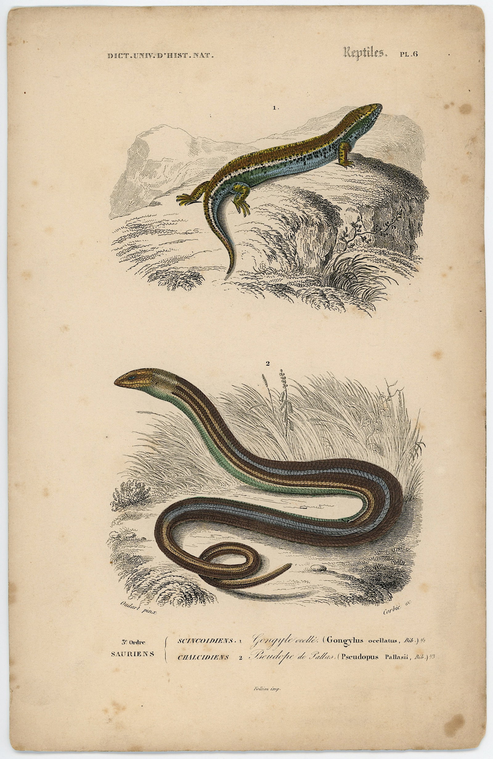 1861 Colored Ilustration Histoire Naturelle by d'Orbigny: This print originates from 'Dictionnaire universel d'Histoire Naturelle' by d'Orbigny. Published 1861. Charles Henry Dessalines d'Orbigny was a French botanist and geologist specializing in the Tertia