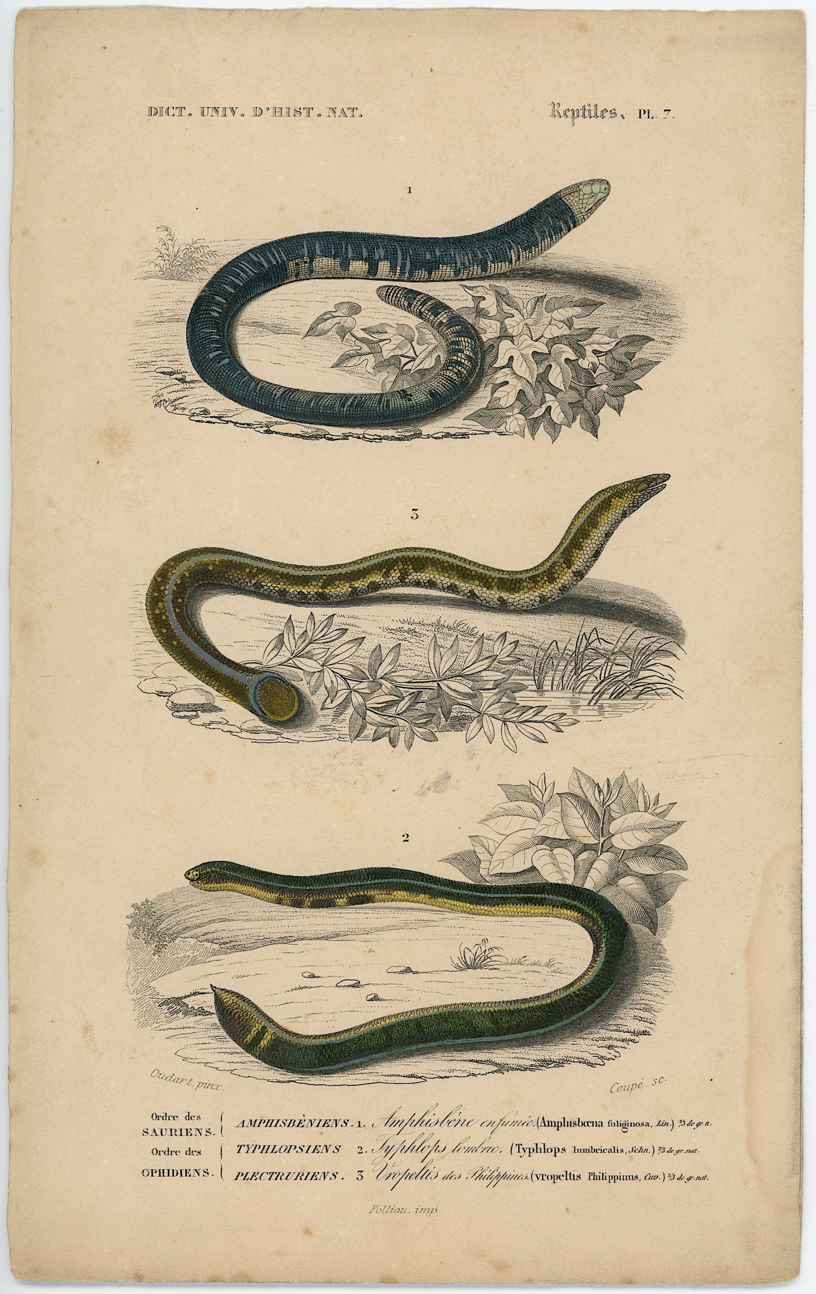 1861 Colored Ilustration Histoire Naturelle by d'Orbigny (1 of 1)