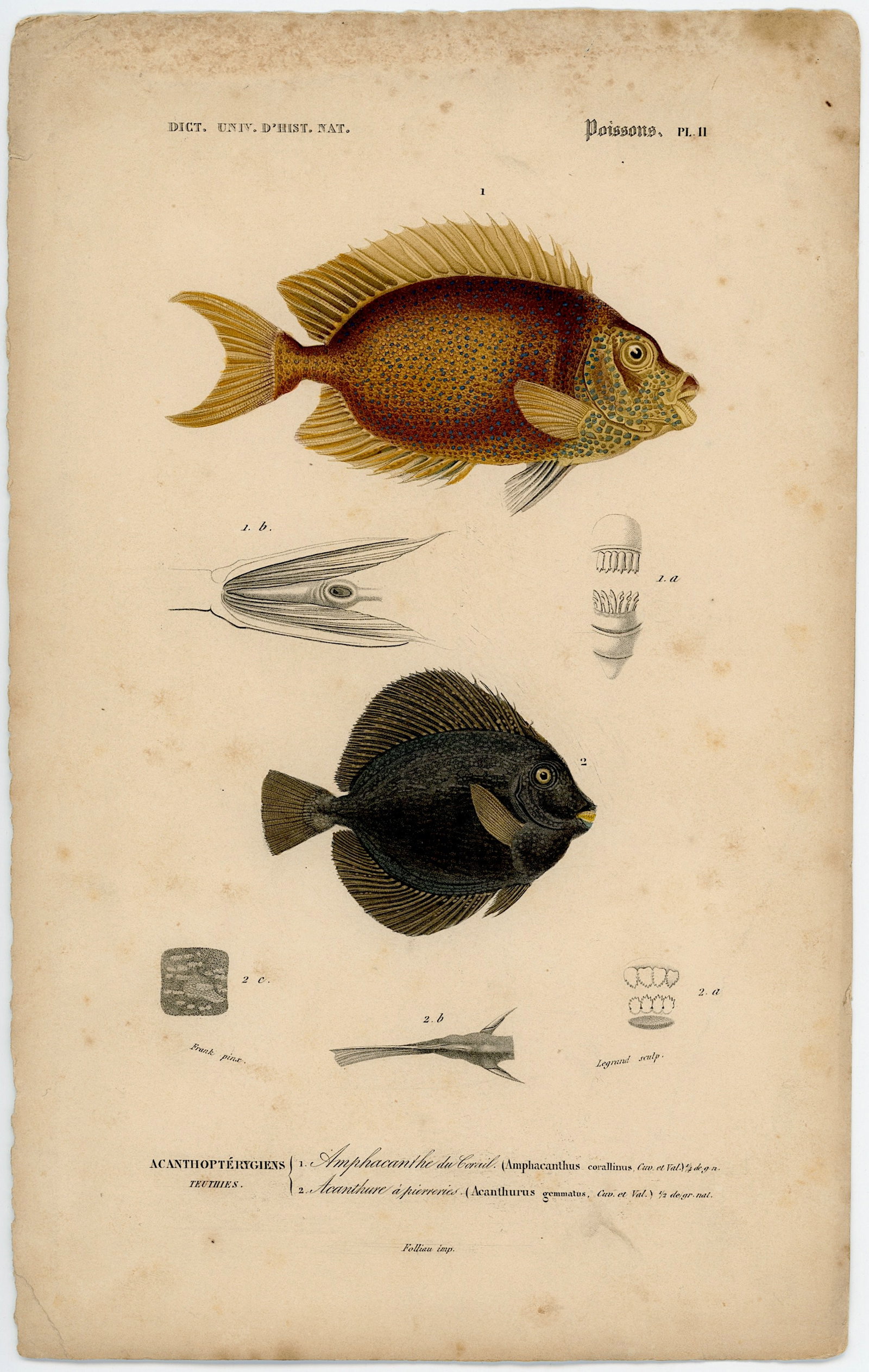 1861 Colored Ilustration Histoire Naturelle by d'Orbigny (1 of 1)