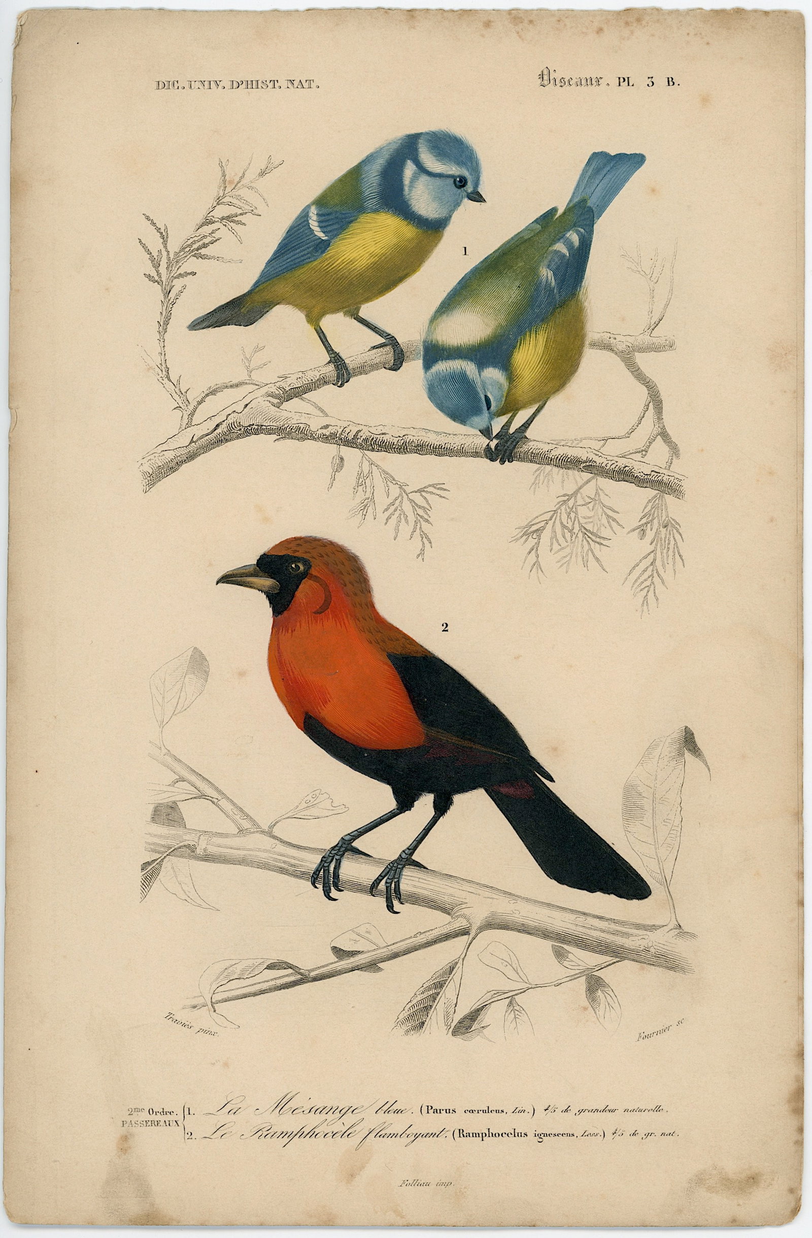 1861 Colored Ilustration Histoire Naturelle by d'Orbigny: This print originates from 'Dictionnaire universel d'Histoire Naturelle' by d'Orbigny. Published 1861. Charles Henry Dessalines d'Orbigny was a French botanist and geologist specializing in the Tertia