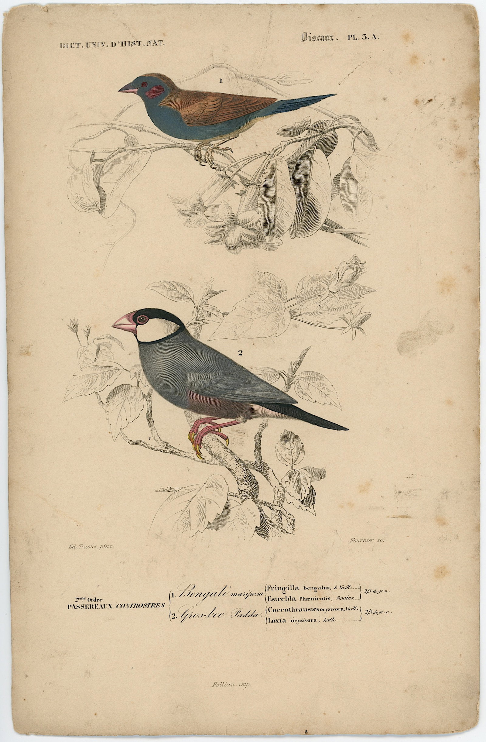 1861 Colored Ilustration Histoire Naturelle by d'Orbigny (1 of 1)