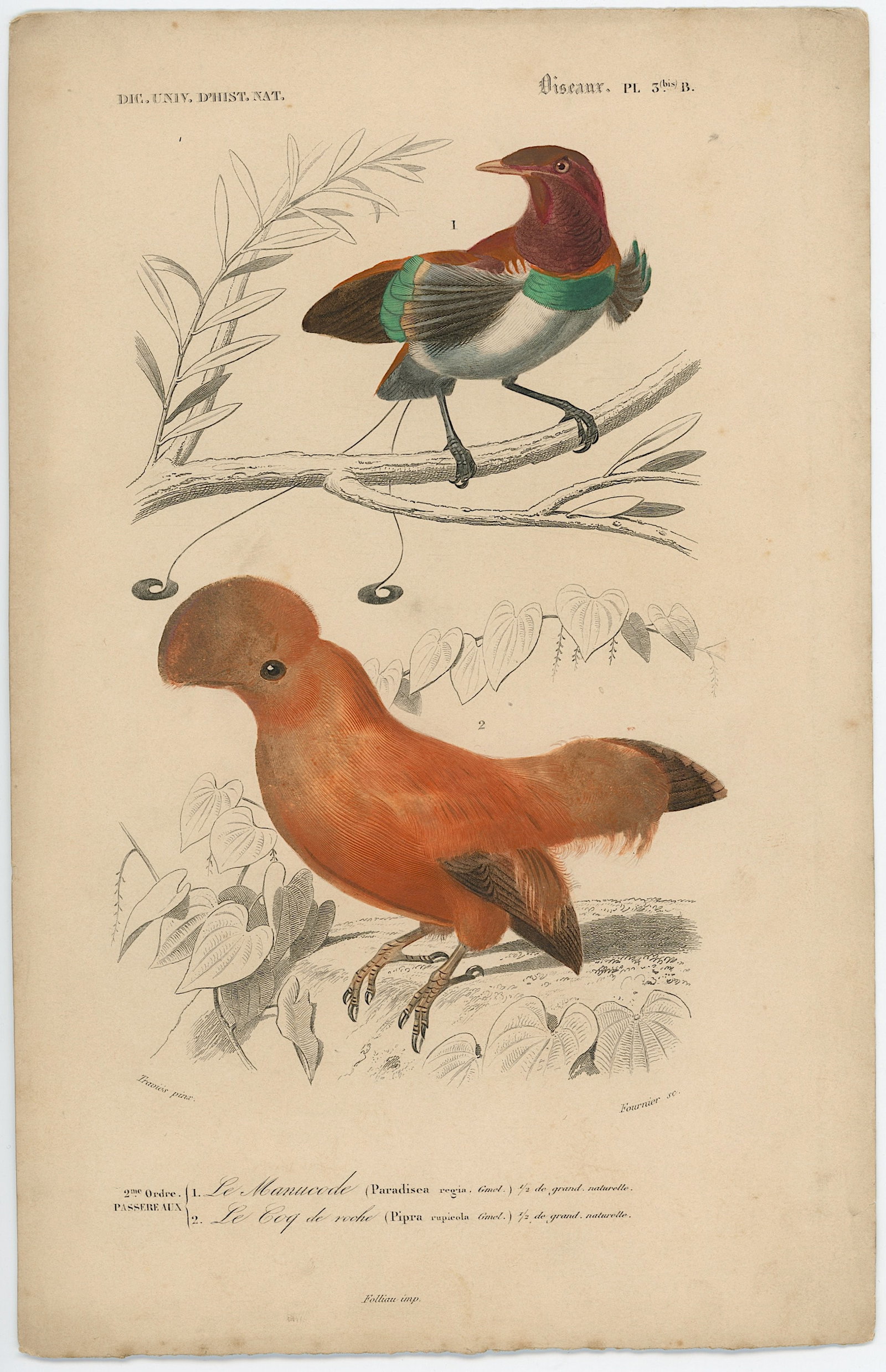 1861 Colored Ilustration Histoire Naturelle by d'Orbigny: This print originates from 'Dictionnaire universel d'Histoire Naturelle' by d'Orbigny. Published 1861. Charles Henry Dessalines d'Orbigny was a French botanist and geologist specializing in the Tertia
