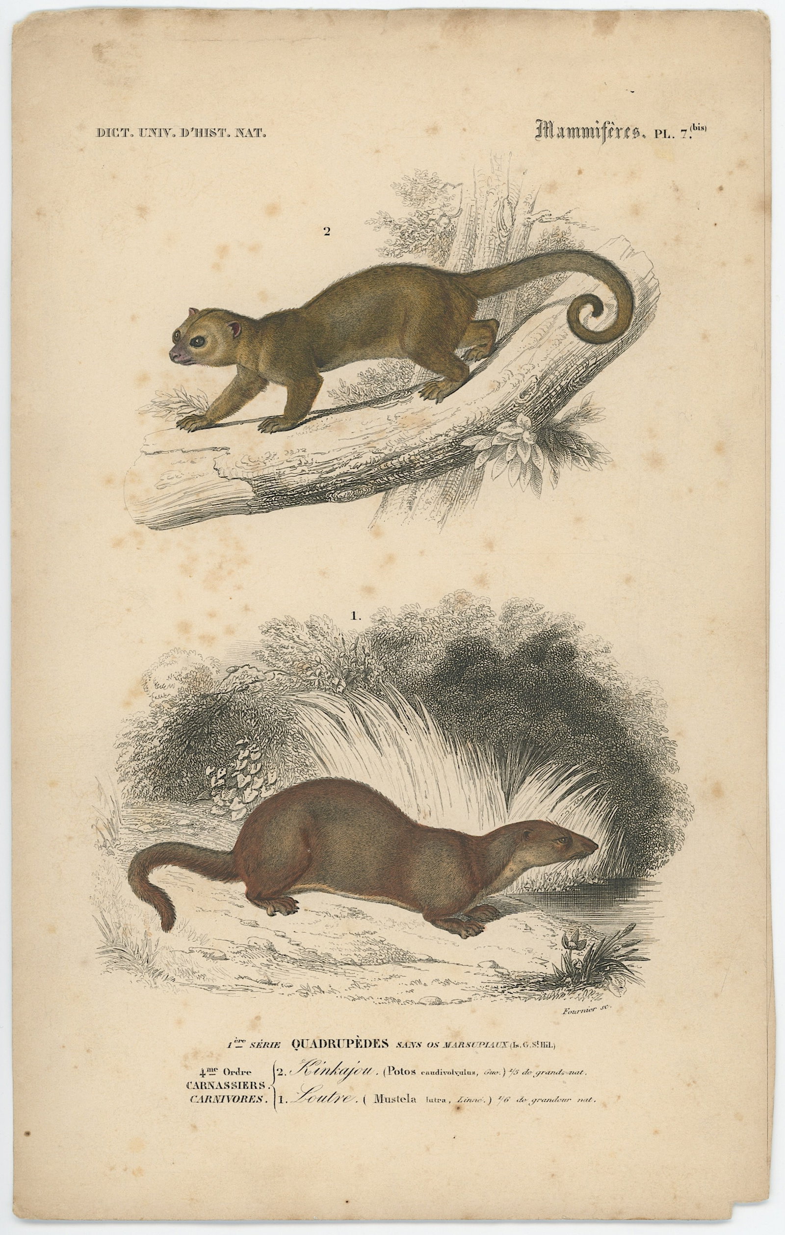 1861 Colored Ilustration Histoire Naturelle by d'Orbigny: This print originates from 'Dictionnaire universel d'Histoire Naturelle' by d'Orbigny. Published 1861. Charles Henry Dessalines d'Orbigny was a French botanist and geologist specializing in the Tertia