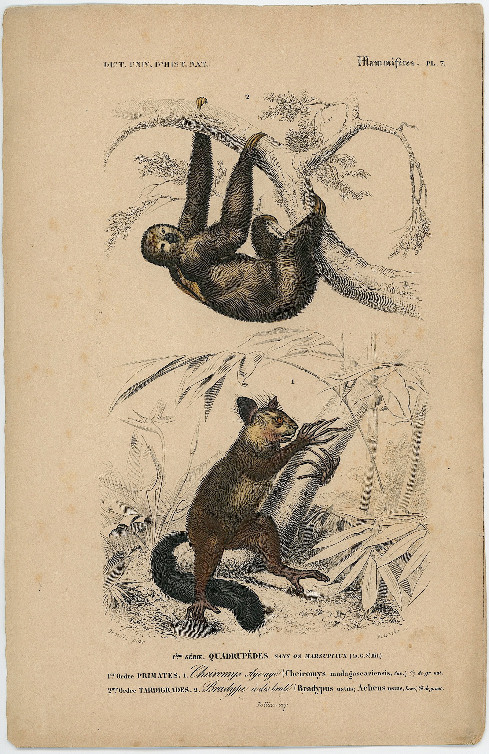 1861 Colored Ilustration Histoire Naturelle by d'Orbigny: This print originates from 'Dictionnaire universel d'Histoire Naturelle' by d'Orbigny. Published 1861. Charles Henry Dessalines d'Orbigny was a French botanist and geologist specializing in the Tertia