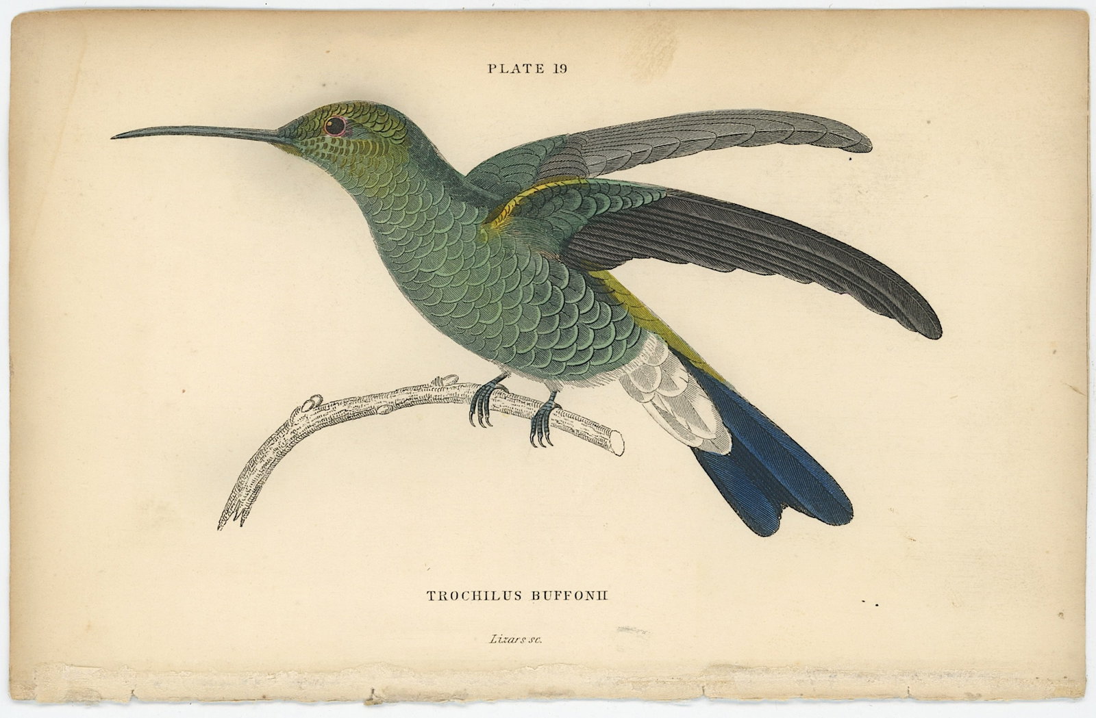Antique Hand Colored Steel Engraving Sir William Jardine Hummingbird (1 of 1)