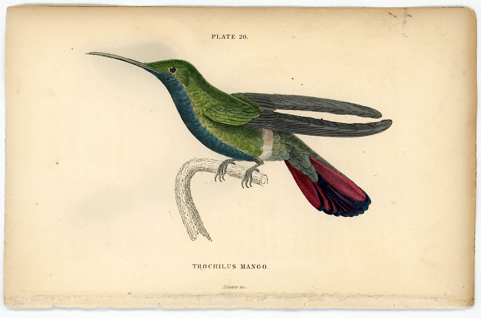 Antique Hand Colored Steel Engraving Sir William Jardine Hummingbird (1 of 1)
