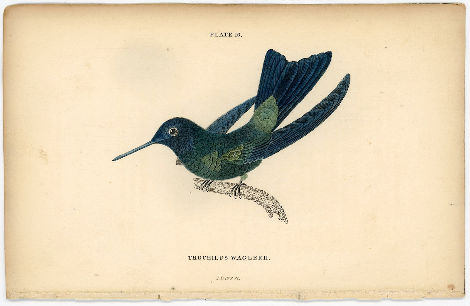 Antique Hand Colored Steel Engraving Sir William Jardine Hummingbird: The provenance of this item is the forgotten (for many years) inventories of Artelisted. Antique Hand Colored Steel Engraving Sir William Jardine Hummingbird. The dimensions are Approx. 6.5" x 4.25". 
