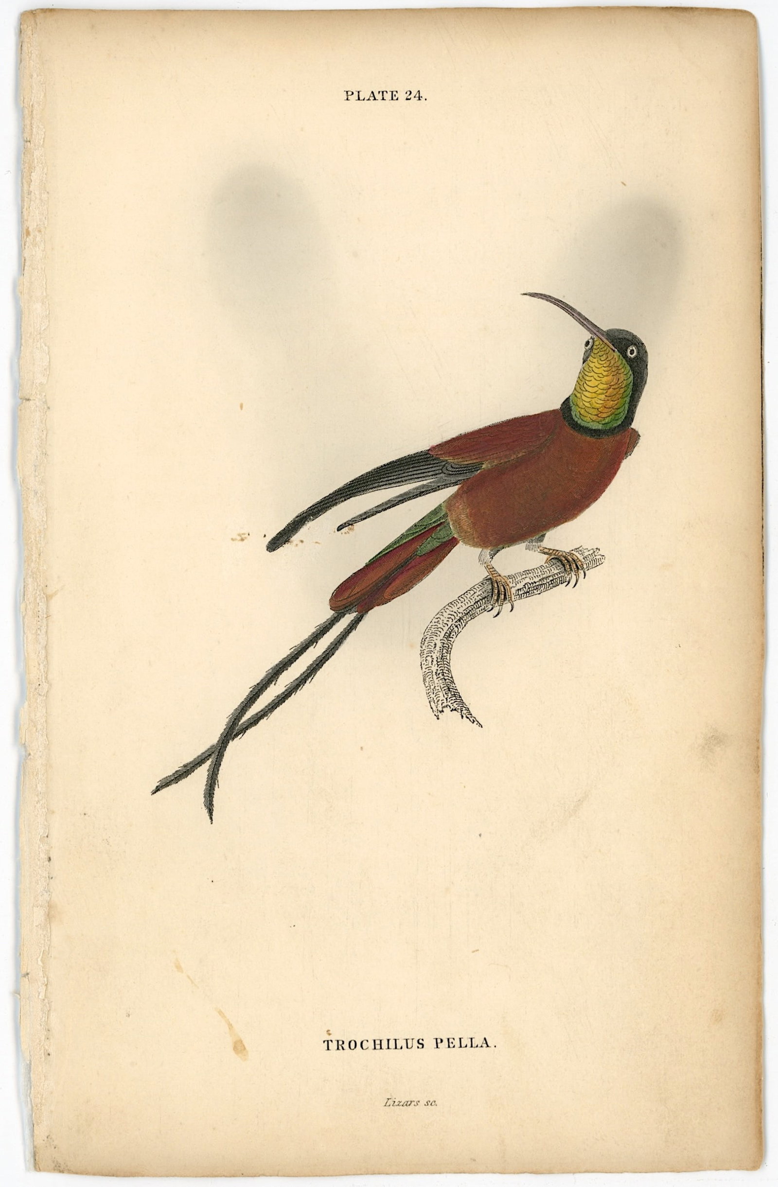 Antique Hand Colored Steel Engraving Sir William Jardine Hummingbird: The provenance of this item is the forgotten (for many years) inventories of Artelisted. Antique Hand Colored Steel Engraving Sir William Jardine Hummingbird. The dimensions are Approx. 6.5" x 4.25". 