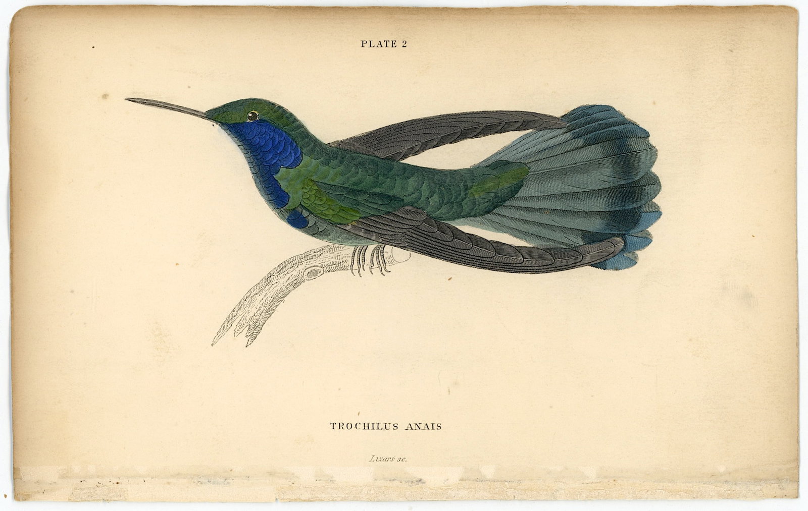 Antique Hand Colored Steel Engraving Sir William Jardine Hummingbird: The provenance of this item is the forgotten (for many years) inventories of Artelisted. Antique Hand Colored Steel Engraving Sir William Jardine Hummingbird. The dimensions are Approx. 6.5" x 4.25". 
