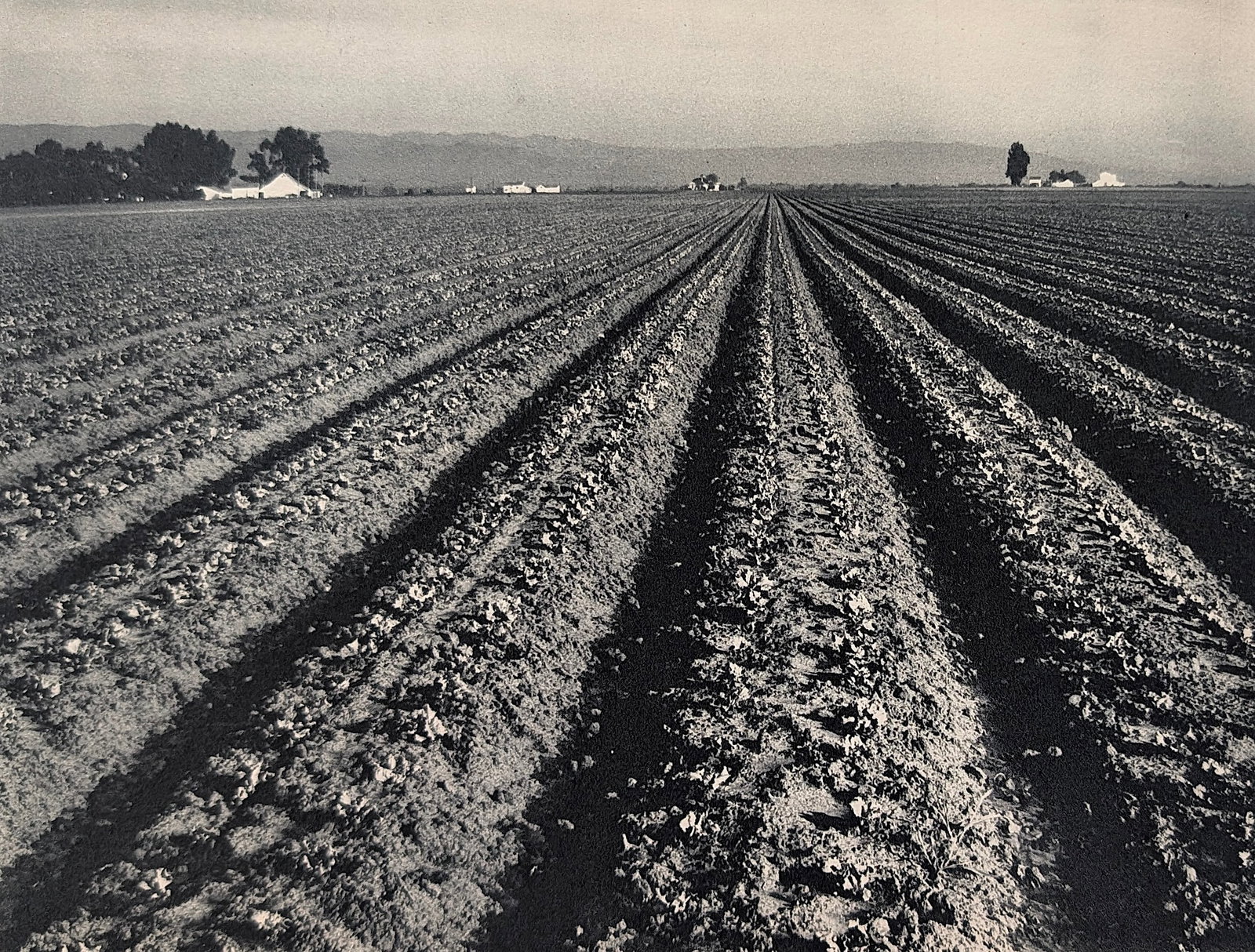 Gravure by EDWARD WESTON - Lettuce Ranch (1 of 4)