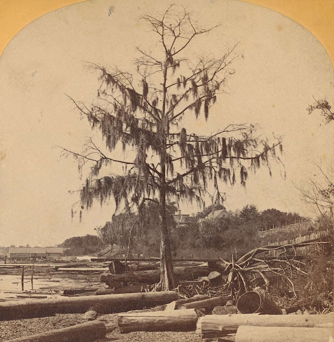 Antique Real Photo Stereoview Photo St. Johns River, FL: The provenance of this item is the forgotten (for many years) inventories of Artelisted. The stereoviews constitute wonderful testimonies of past time that tend to be unique. They were highly selected
